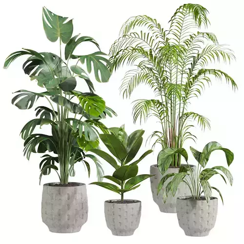 Plants Set