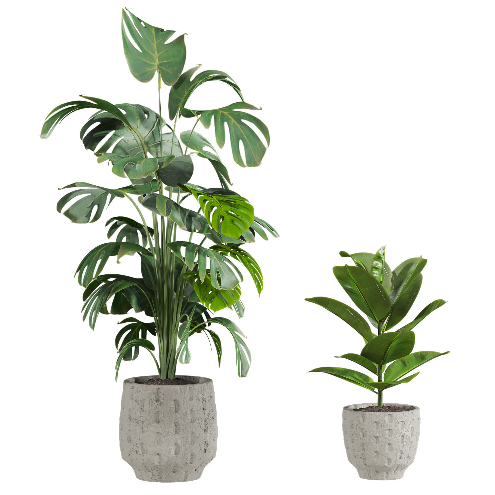 Plants Set 3D model_1