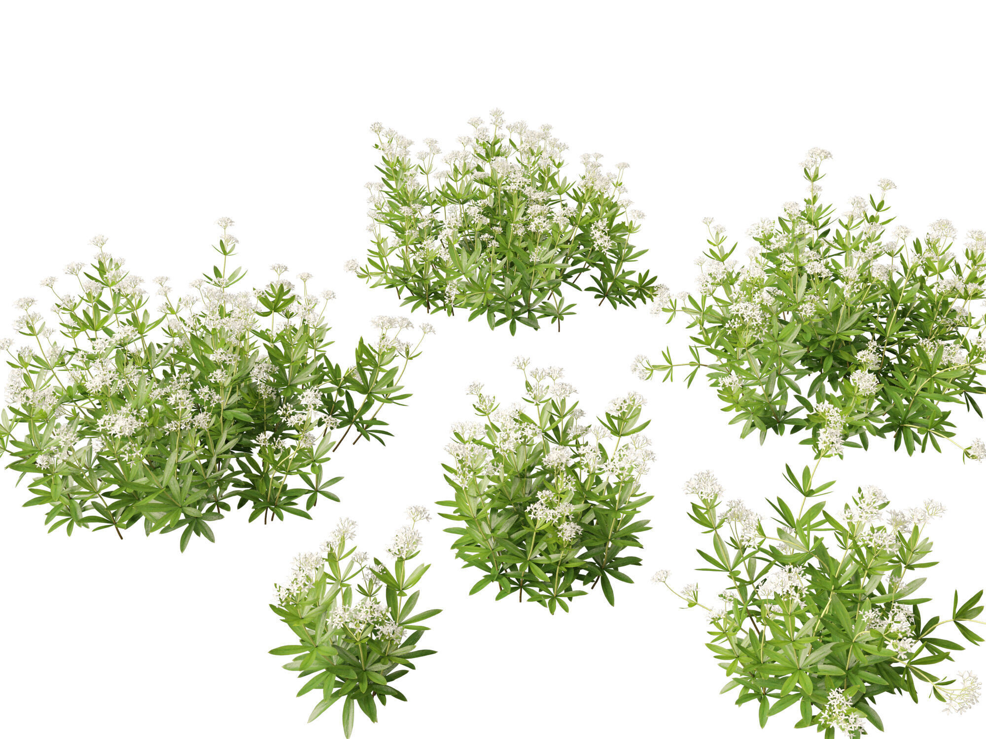 HighPolyLowPoly - Galium odoratum - sweet woodruff Low-poly 3D model_7