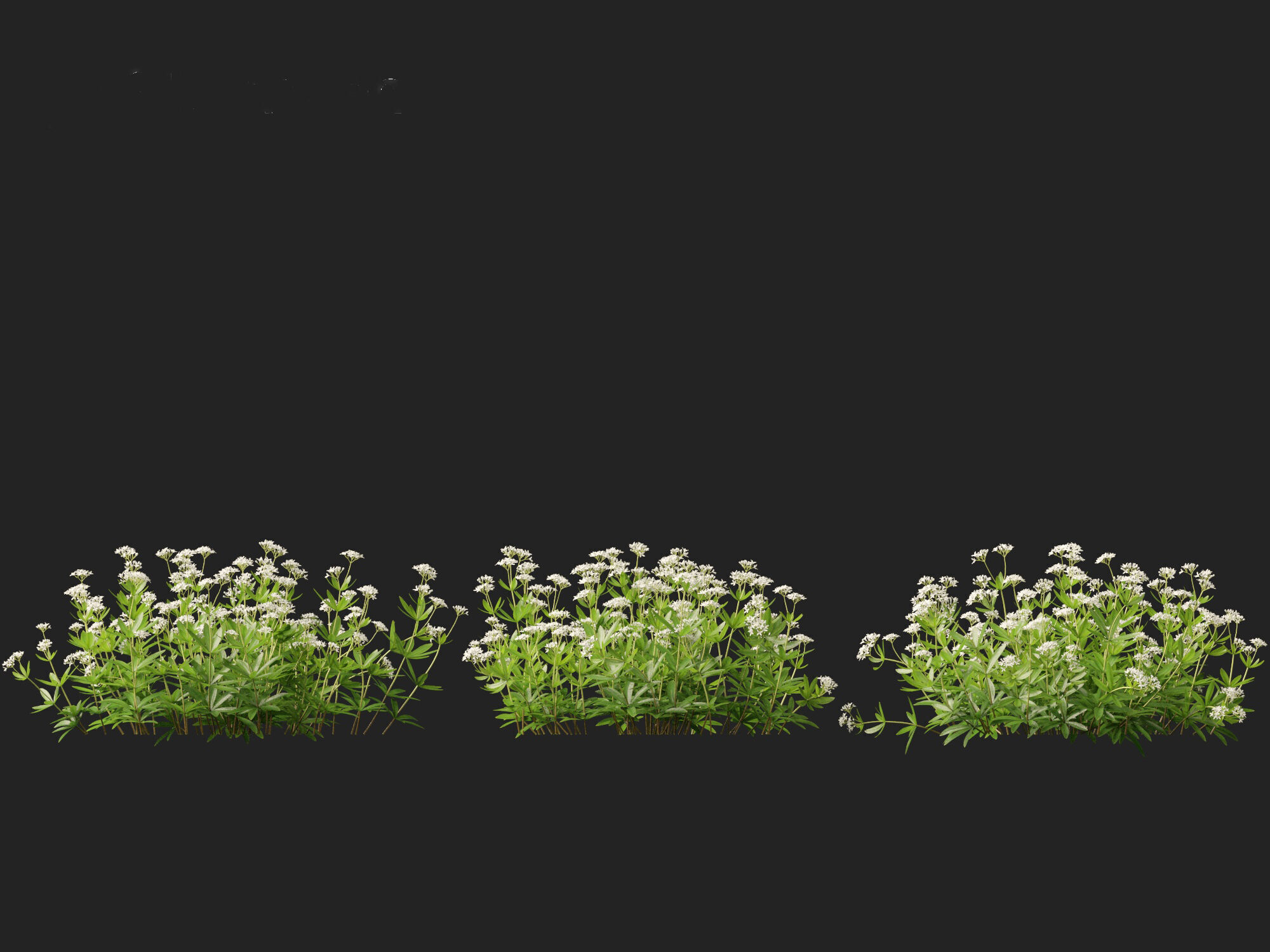 HighPolyLowPoly - Galium odoratum - sweet woodruff Low-poly 3D model_6