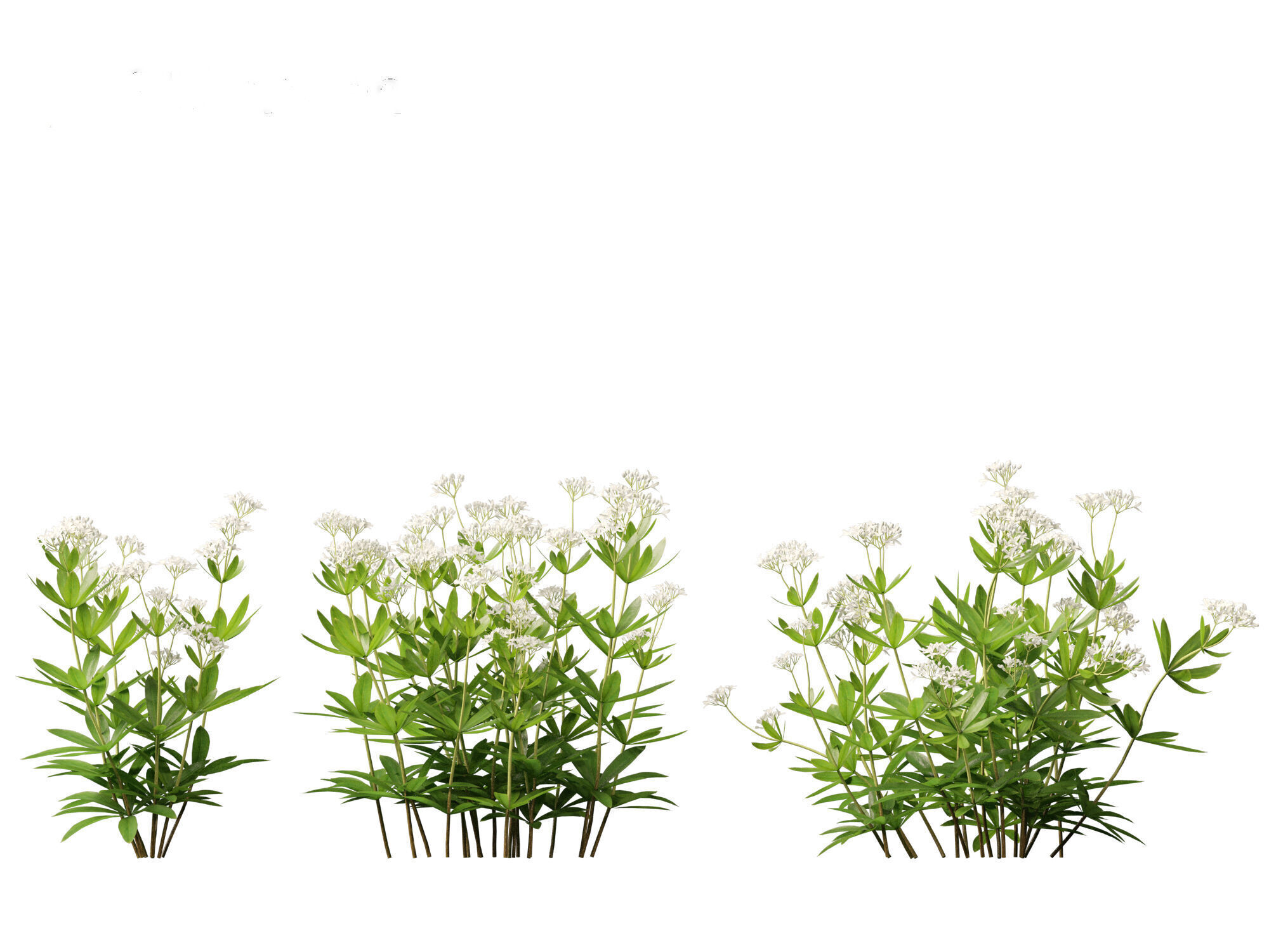 HighPolyLowPoly - Galium odoratum - sweet woodruff Low-poly 3D model_3