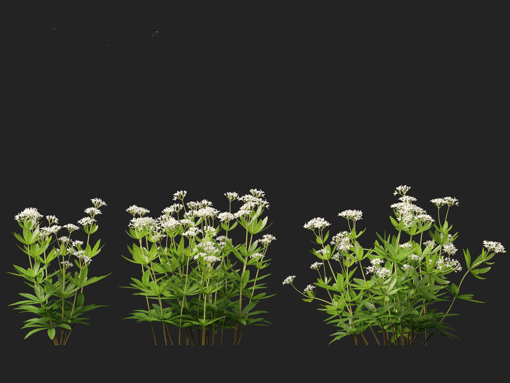 HighPolyLowPoly - Galium odoratum - sweet woodruff Low-poly 3D model_4