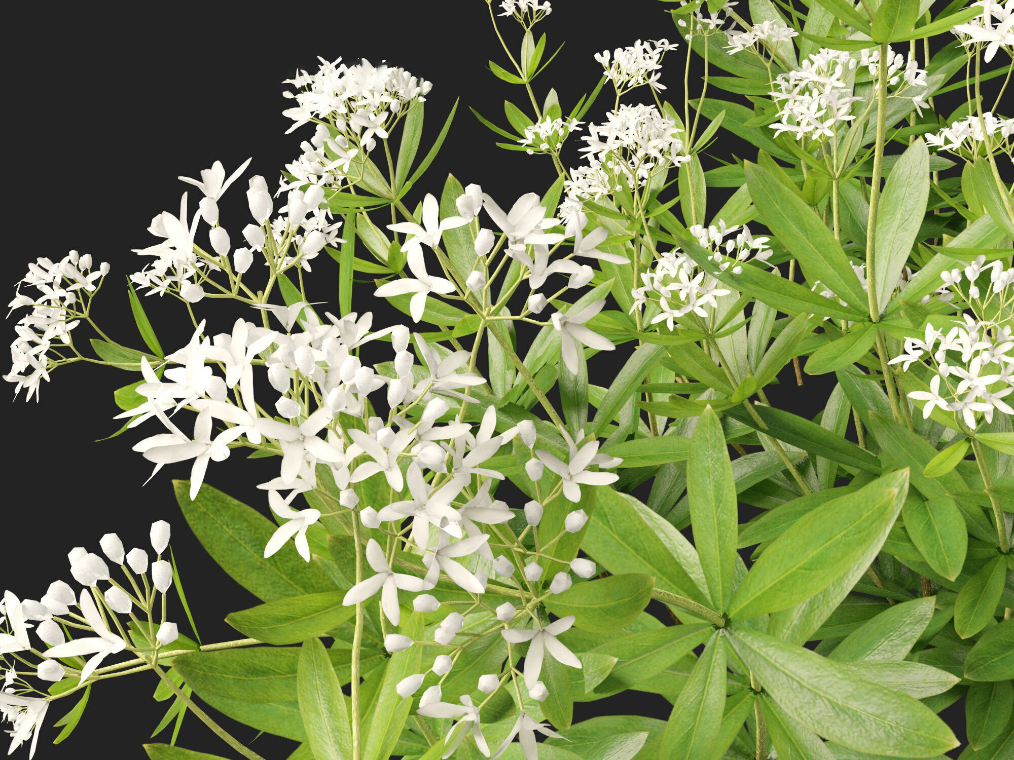 HighPolyLowPoly - Galium odoratum - sweet woodruff Low-poly 3D model_1