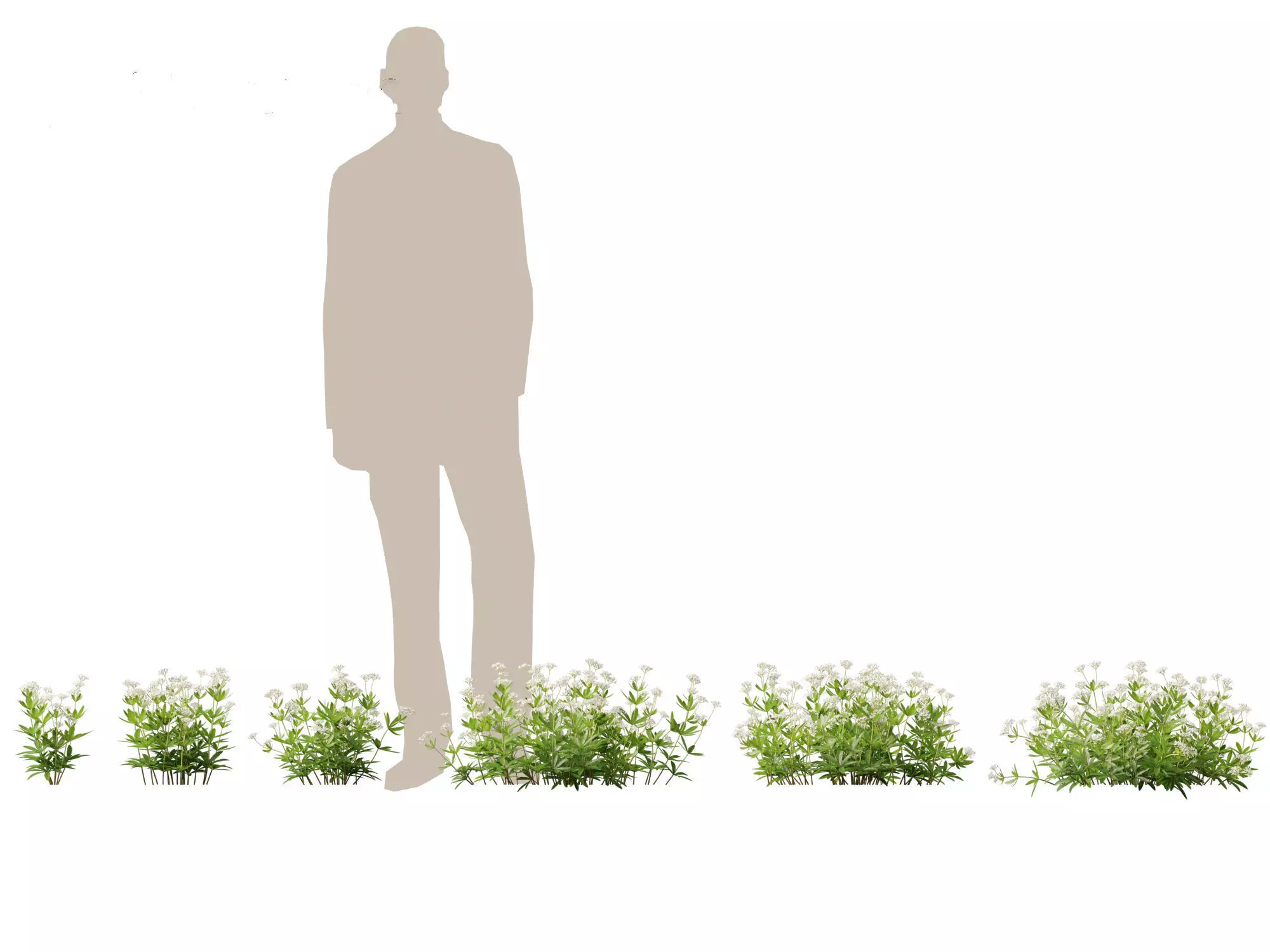 HighPolyLowPoly - Galium odoratum - sweet woodruff Low-poly 3D model_0