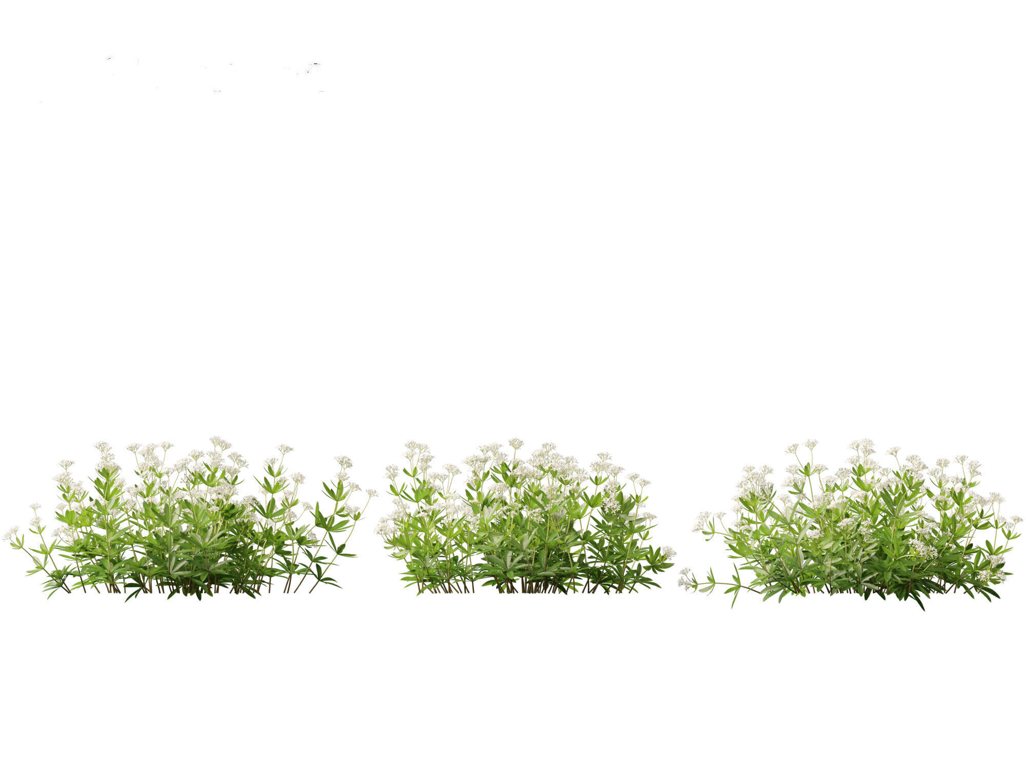 HighPolyLowPoly - Galium odoratum - sweet woodruff Low-poly 3D model_5