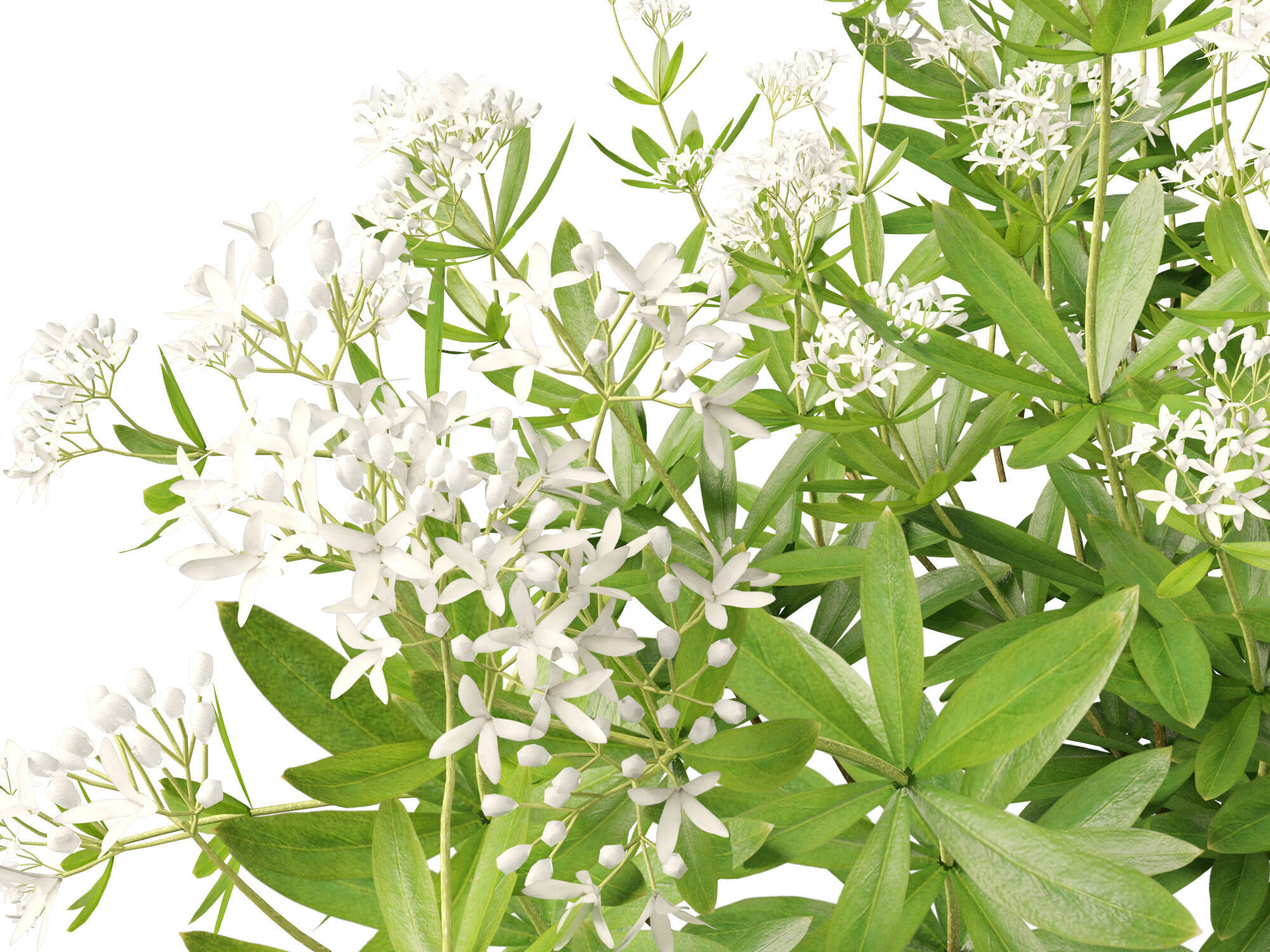 HighPolyLowPoly - Galium odoratum - sweet woodruff Low-poly 3D model_9