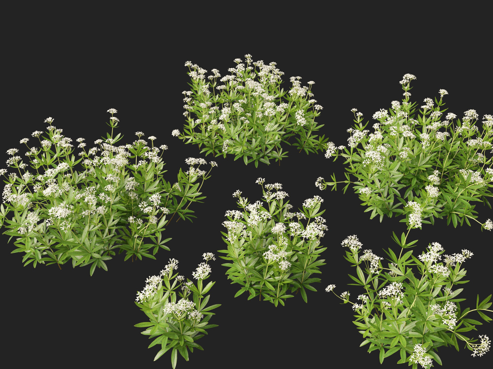 HighPolyLowPoly - Galium odoratum - sweet woodruff Low-poly 3D model_8