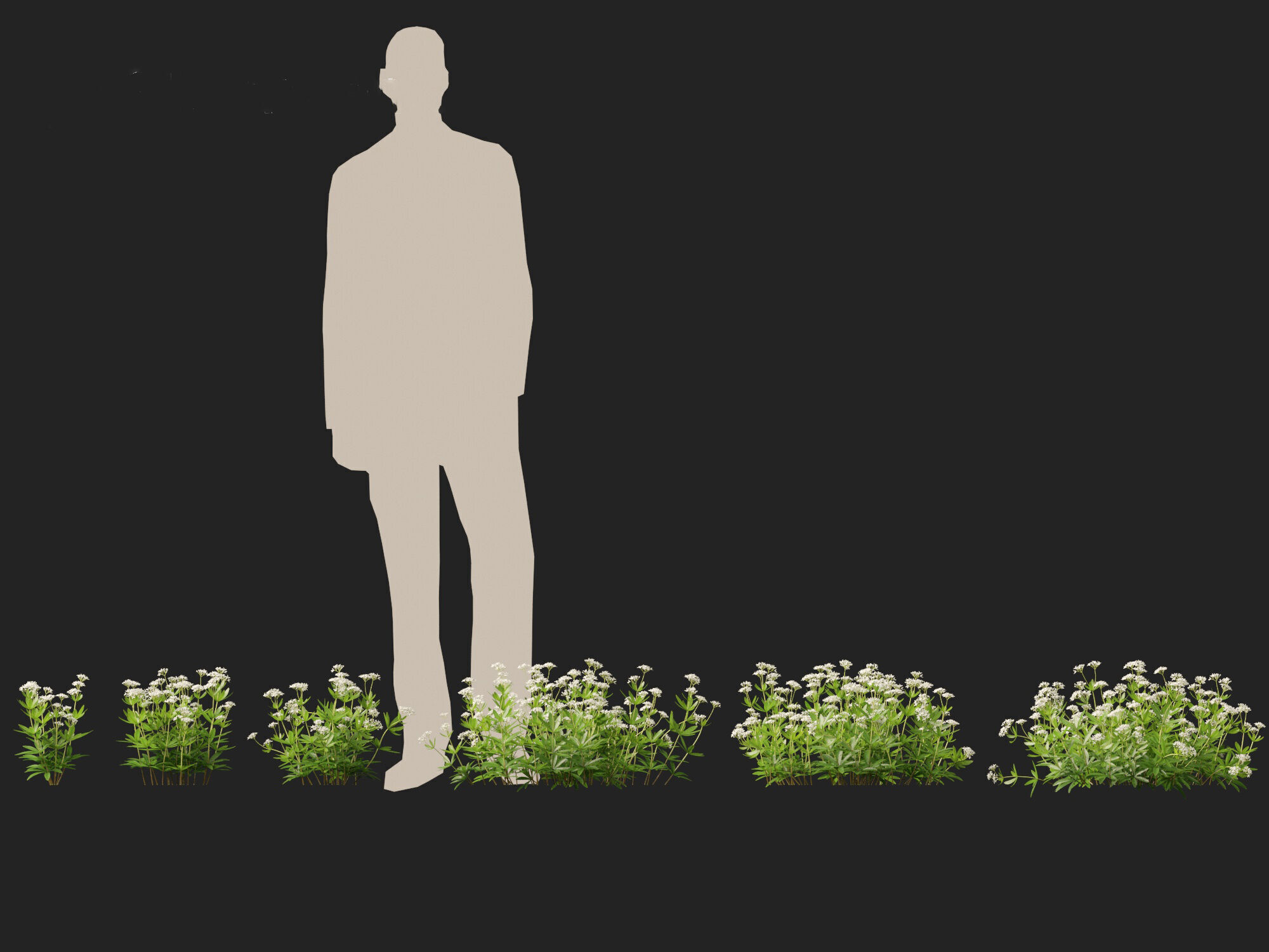 HighPolyLowPoly - Galium odoratum - sweet woodruff Low-poly 3D model_2