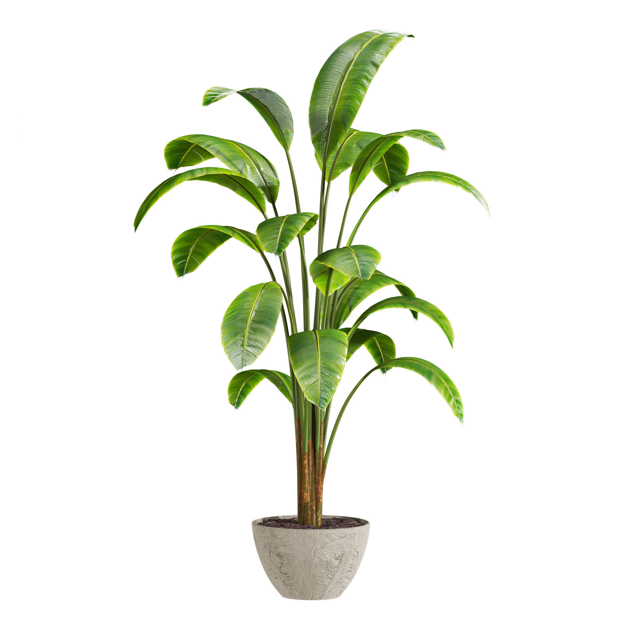 Plants Set 3D model_2