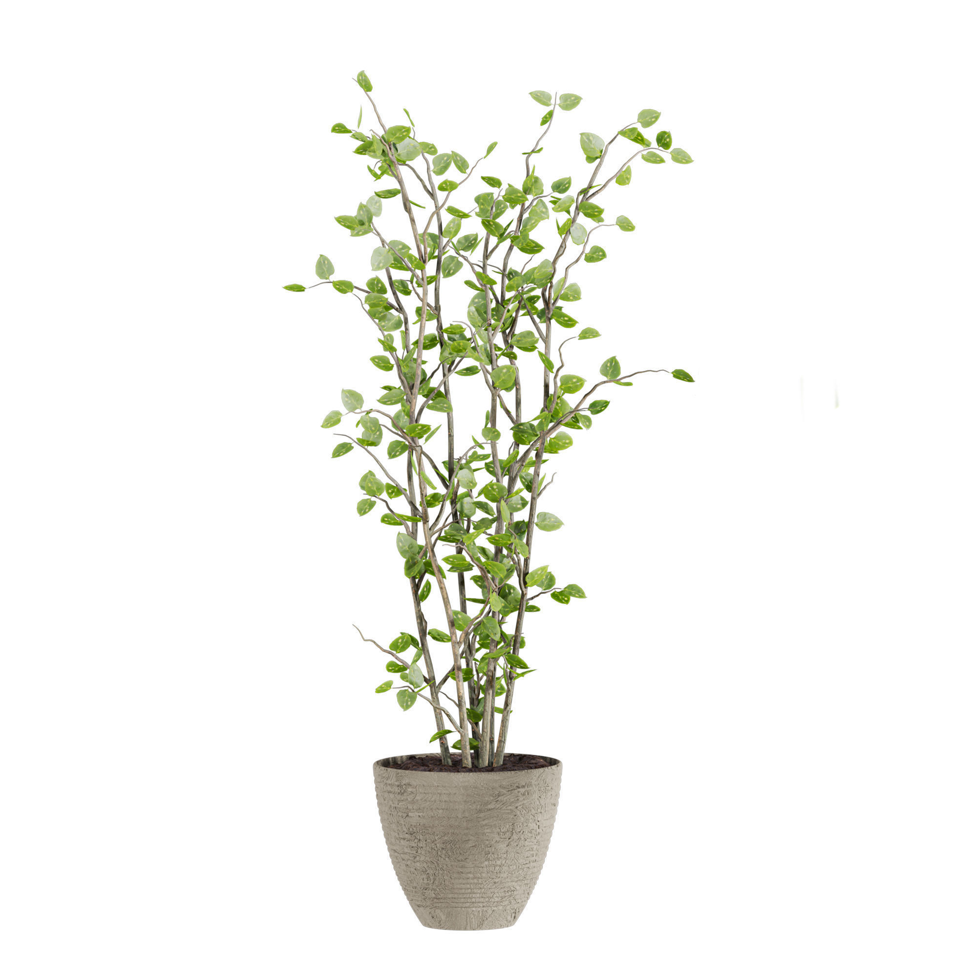 Plants Set 3D model_3