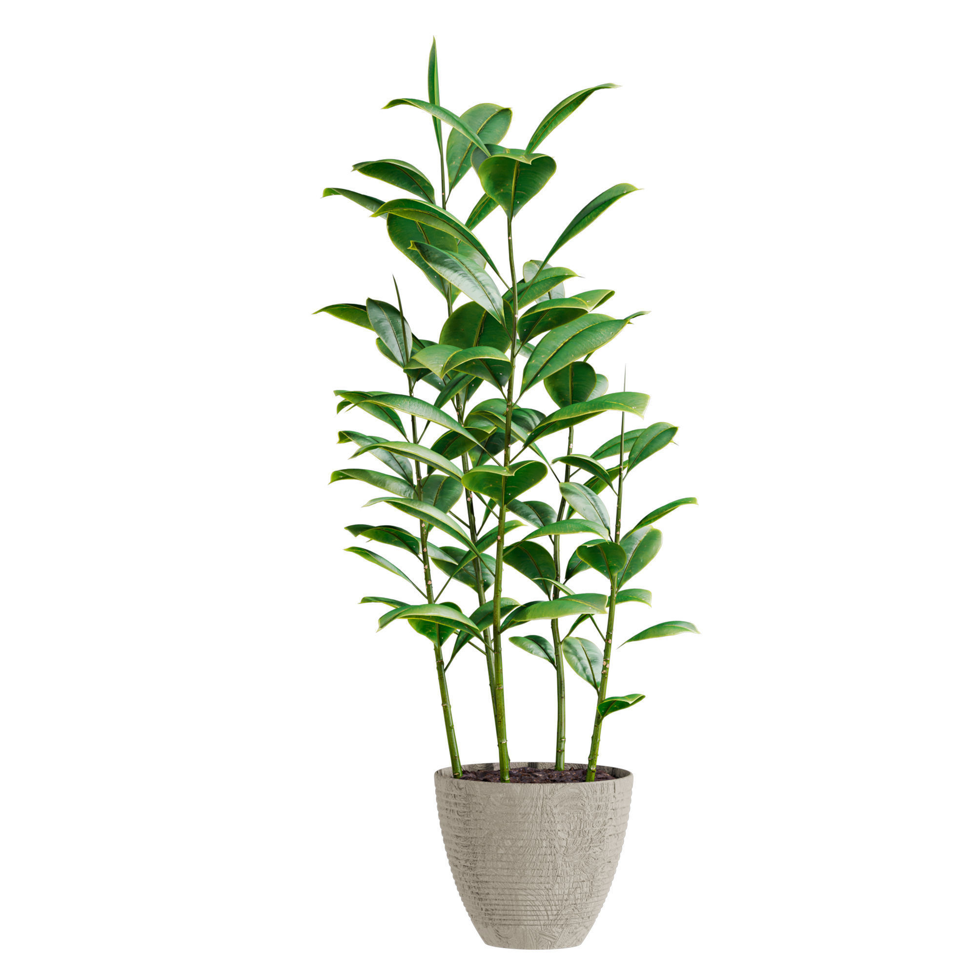 Plants Set 3D model_1