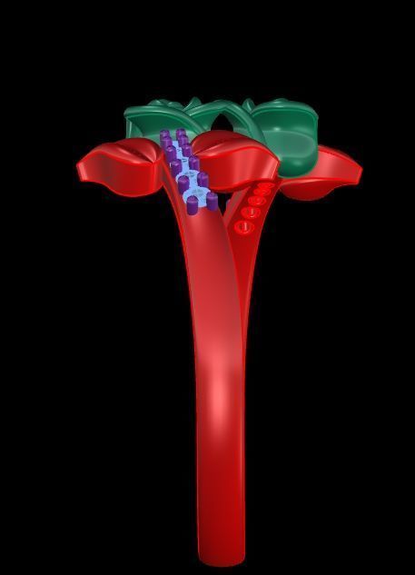 Diamond Rose Ring RG13 3D print model_5