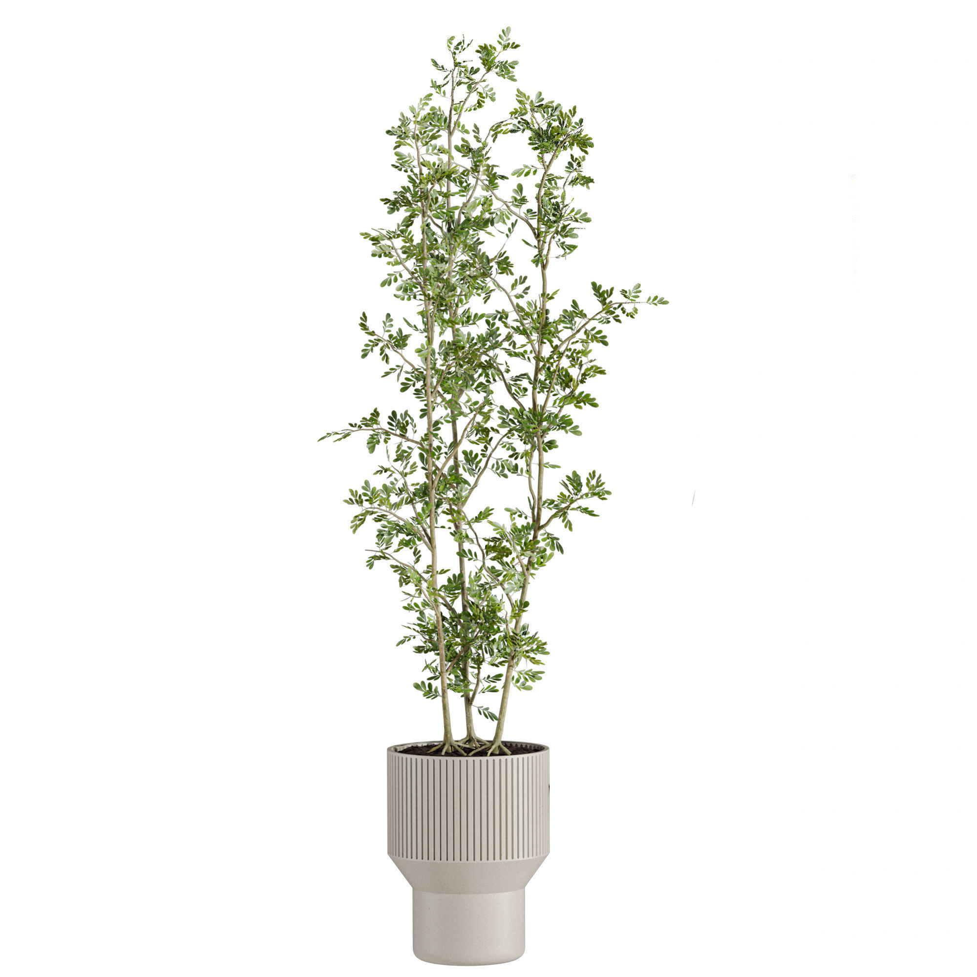 Plants Set 3D model_1