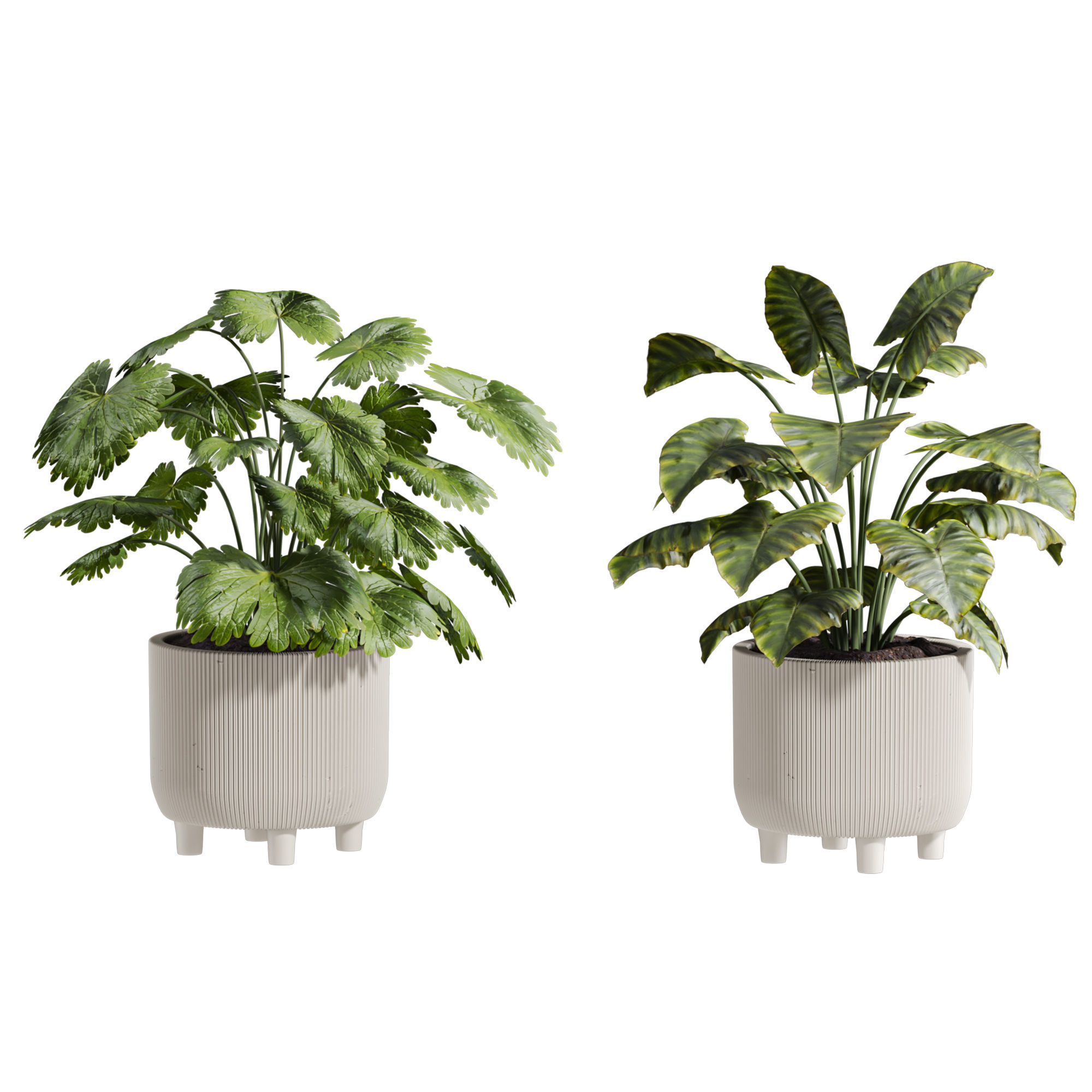 Plants Set 3D model_3
