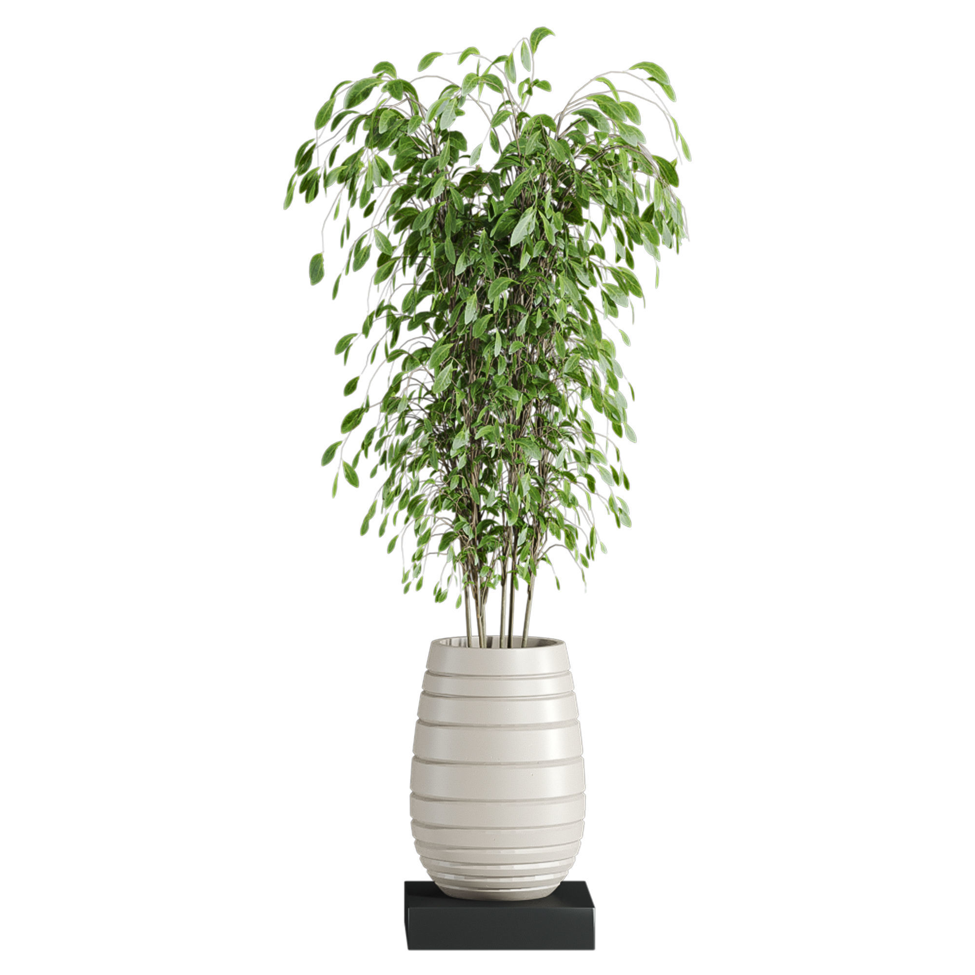 Plants Set 3D model_2