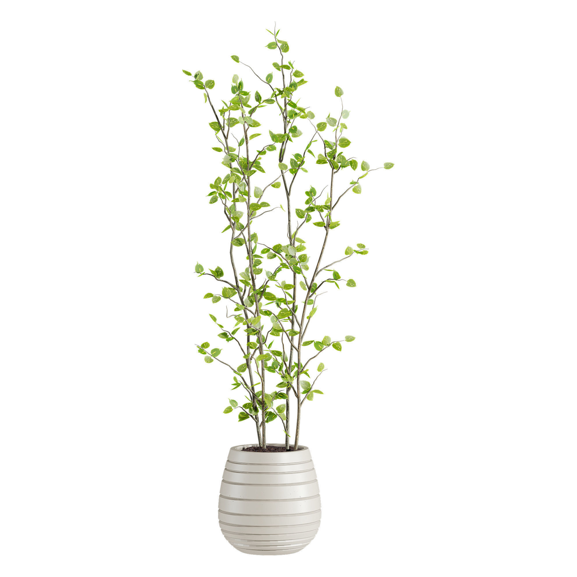 Plants Set 3D model_3