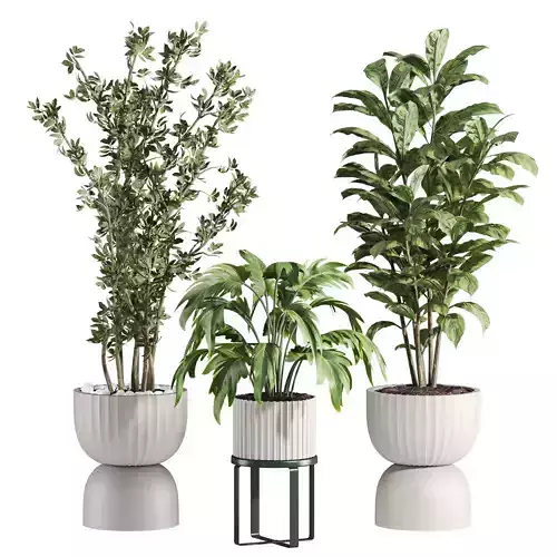 Plants Set 3D model