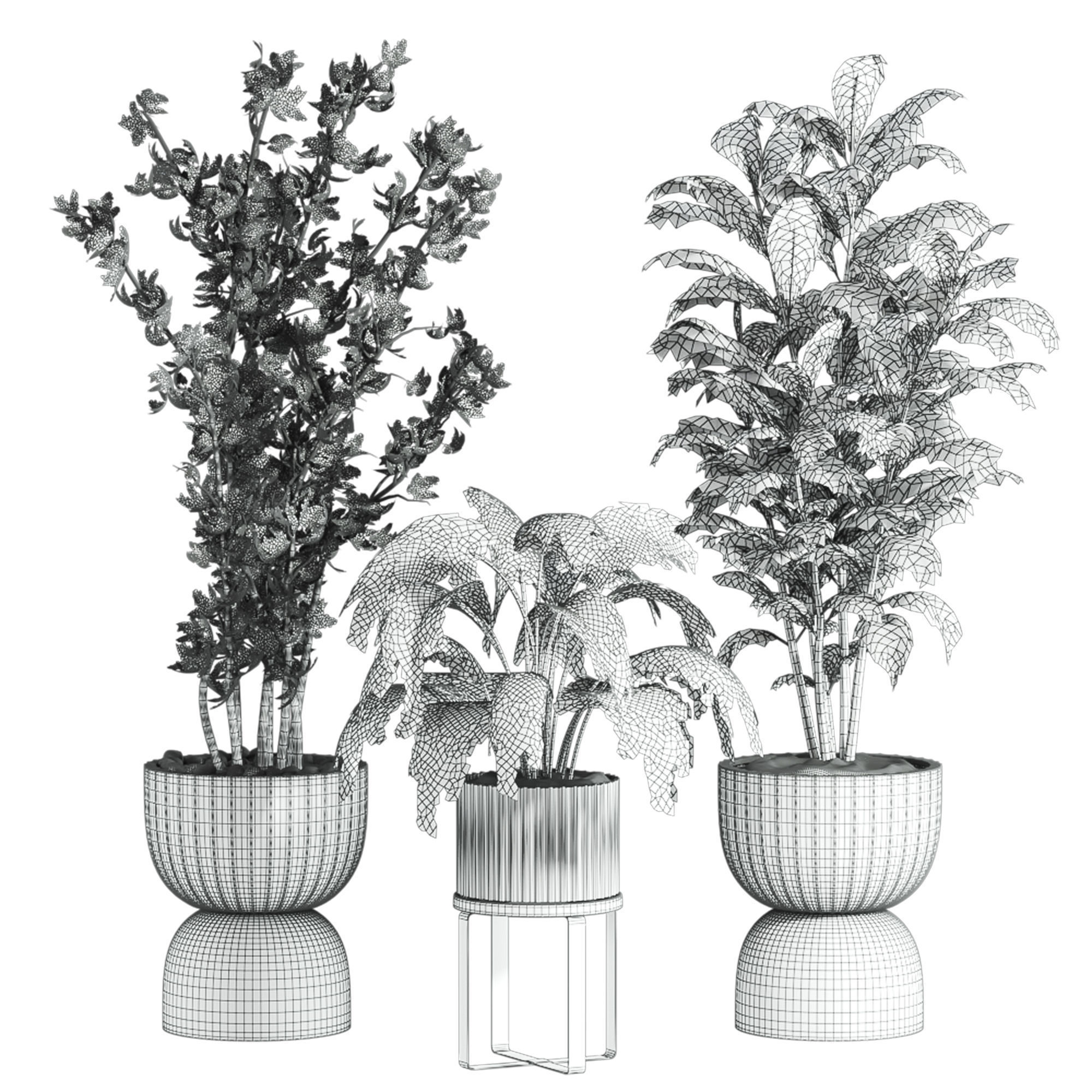 Plants Set 3D model_4