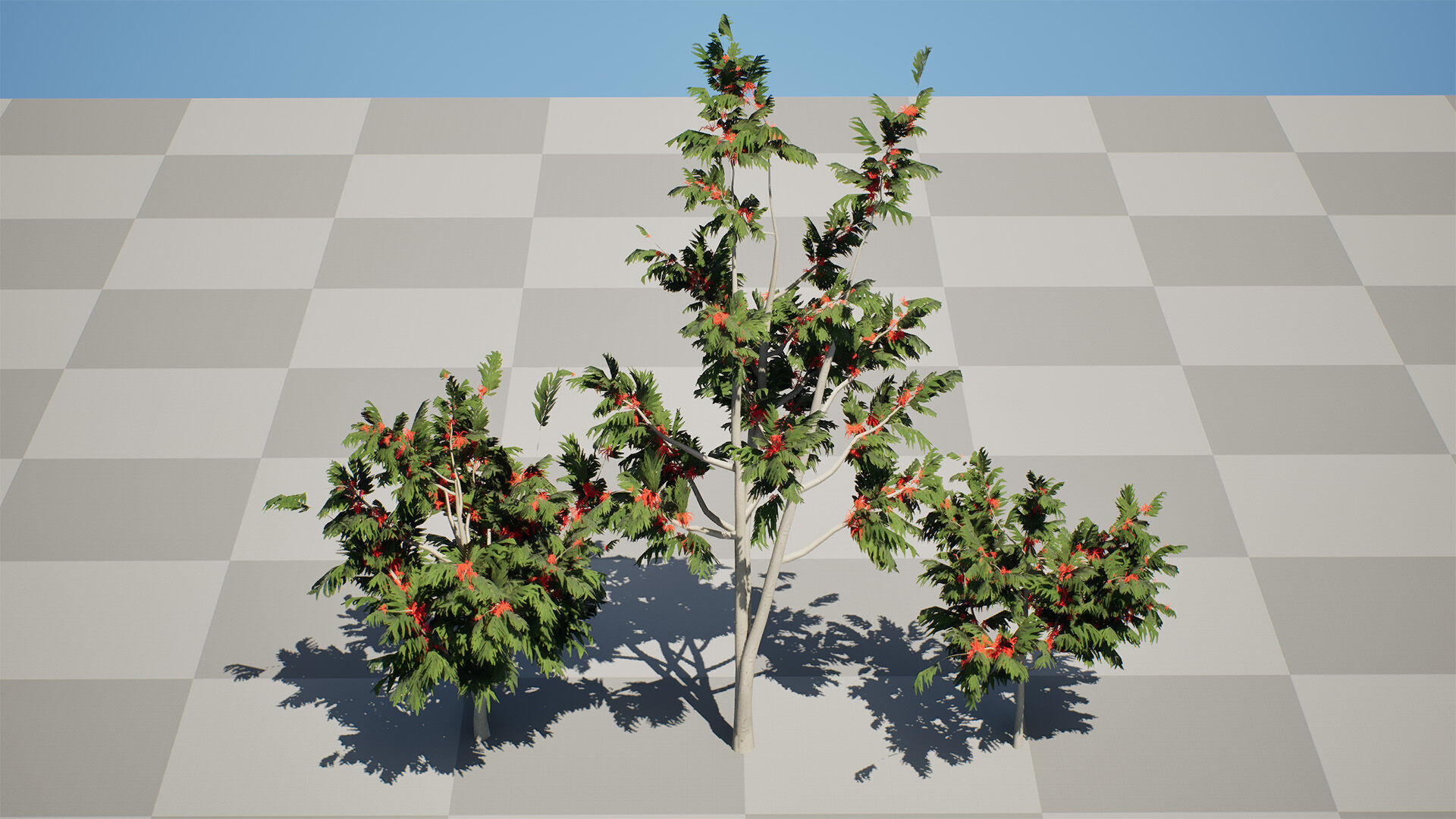 Australian alloxylon flammeum trees Low-poly 3D model_7
