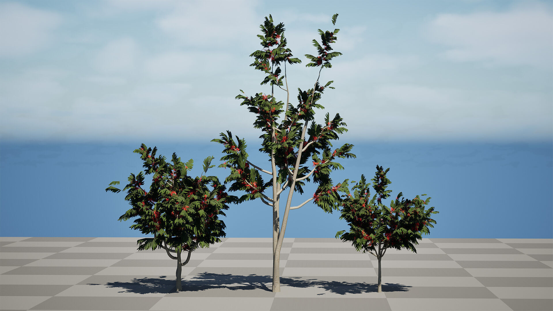Australian alloxylon flammeum trees Low-poly 3D model_8