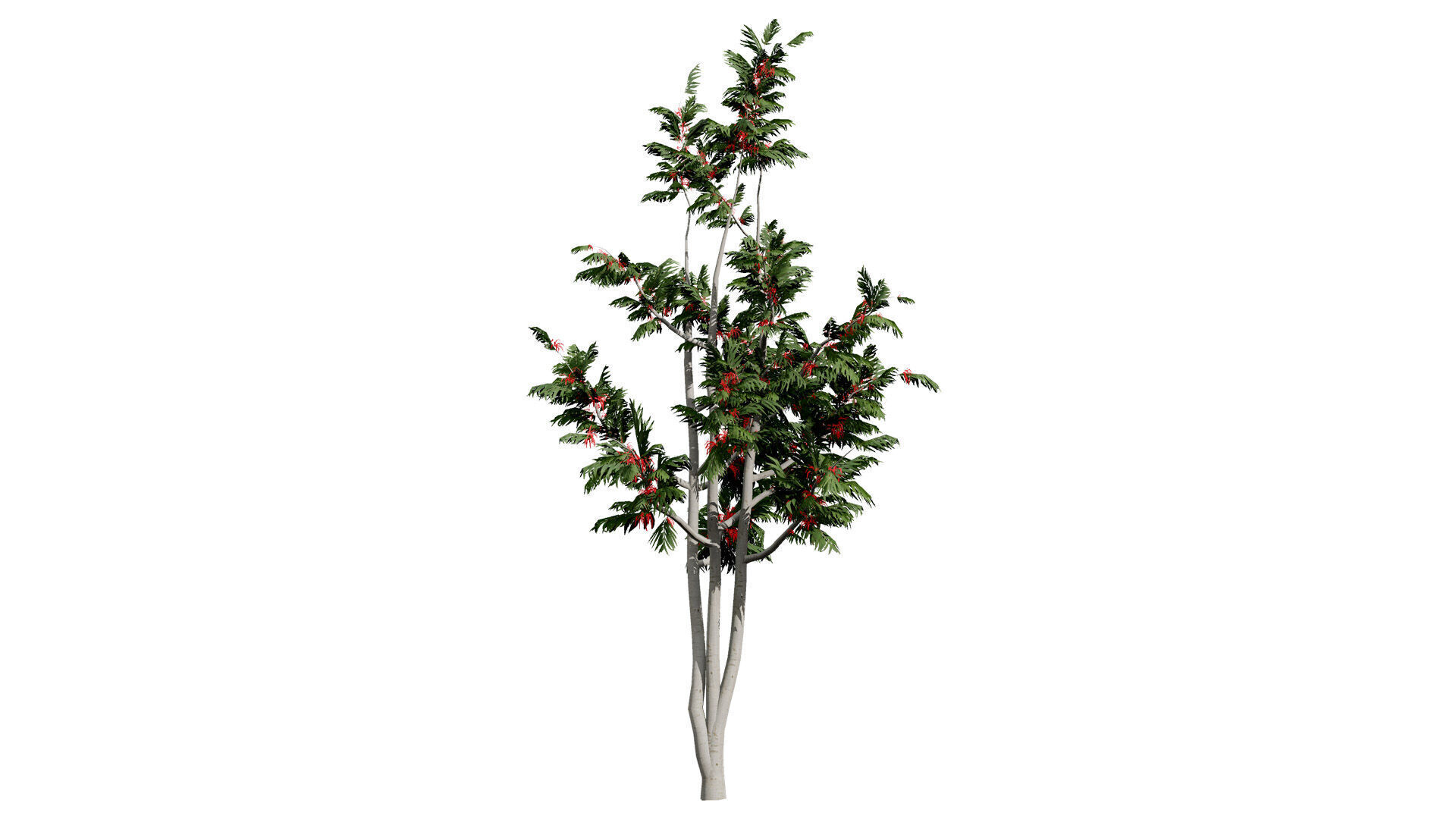 Australian alloxylon flammeum trees Low-poly 3D model_3