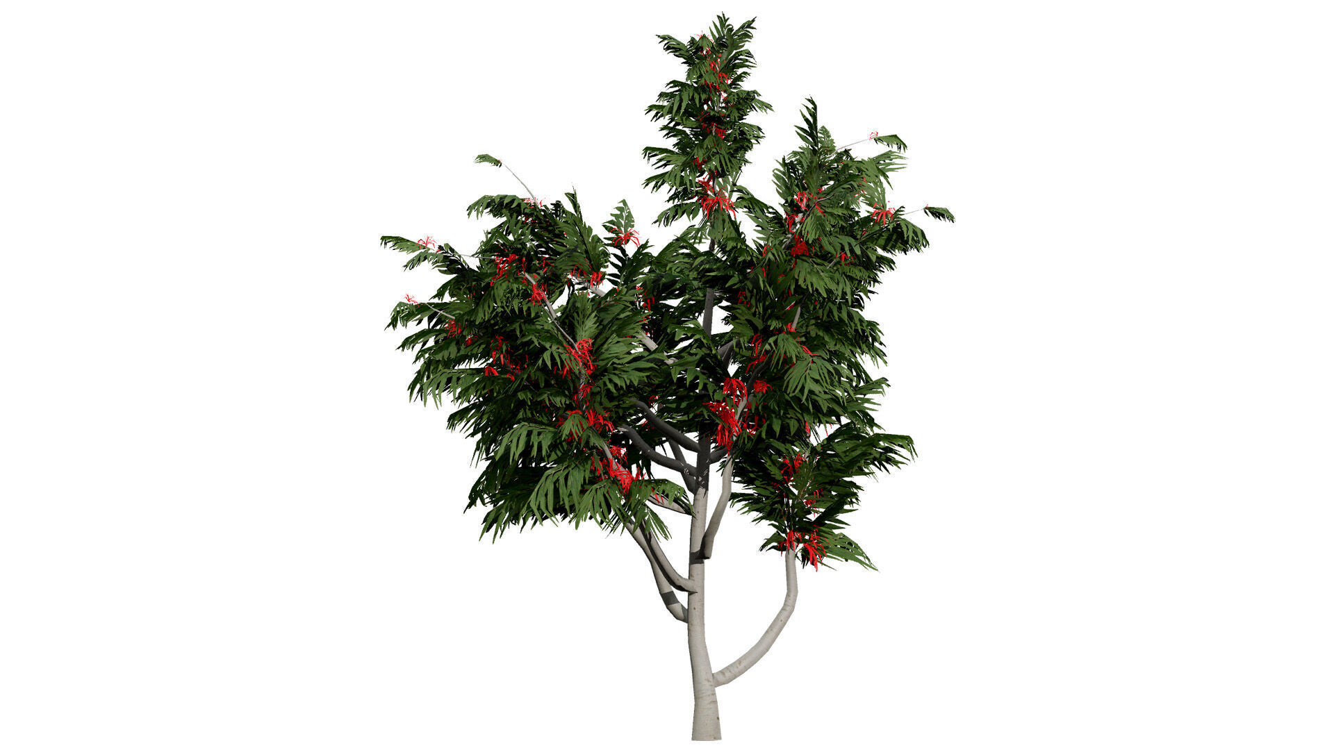 Australian alloxylon flammeum trees Low-poly 3D model_5