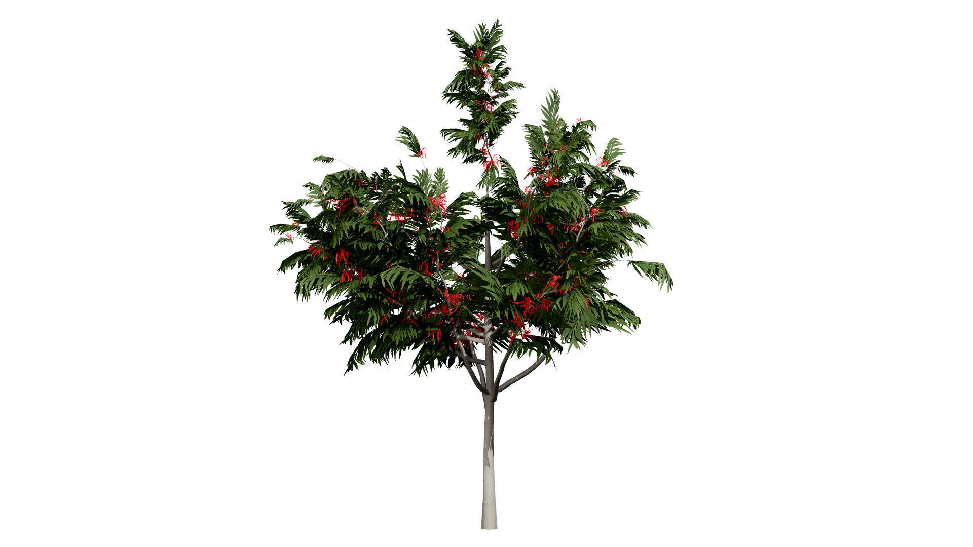 Australian alloxylon flammeum trees Low-poly 3D model_6