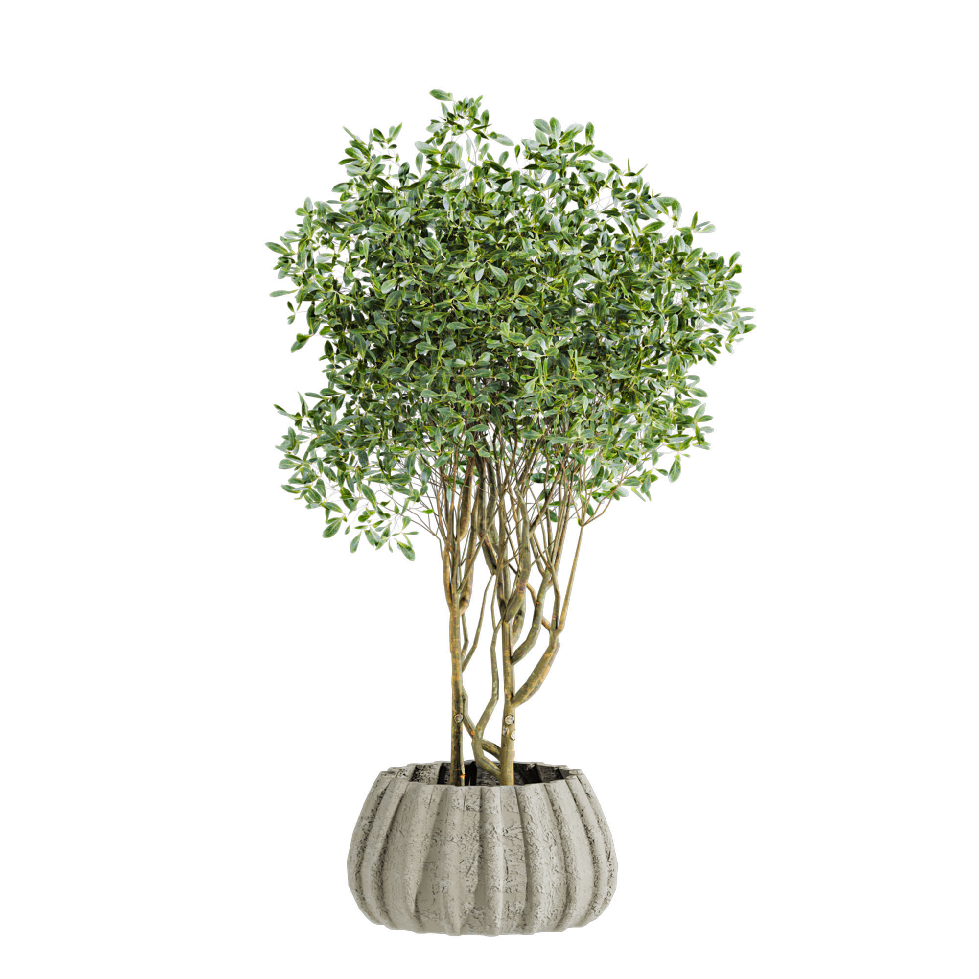 Plants Set 3D model_1
