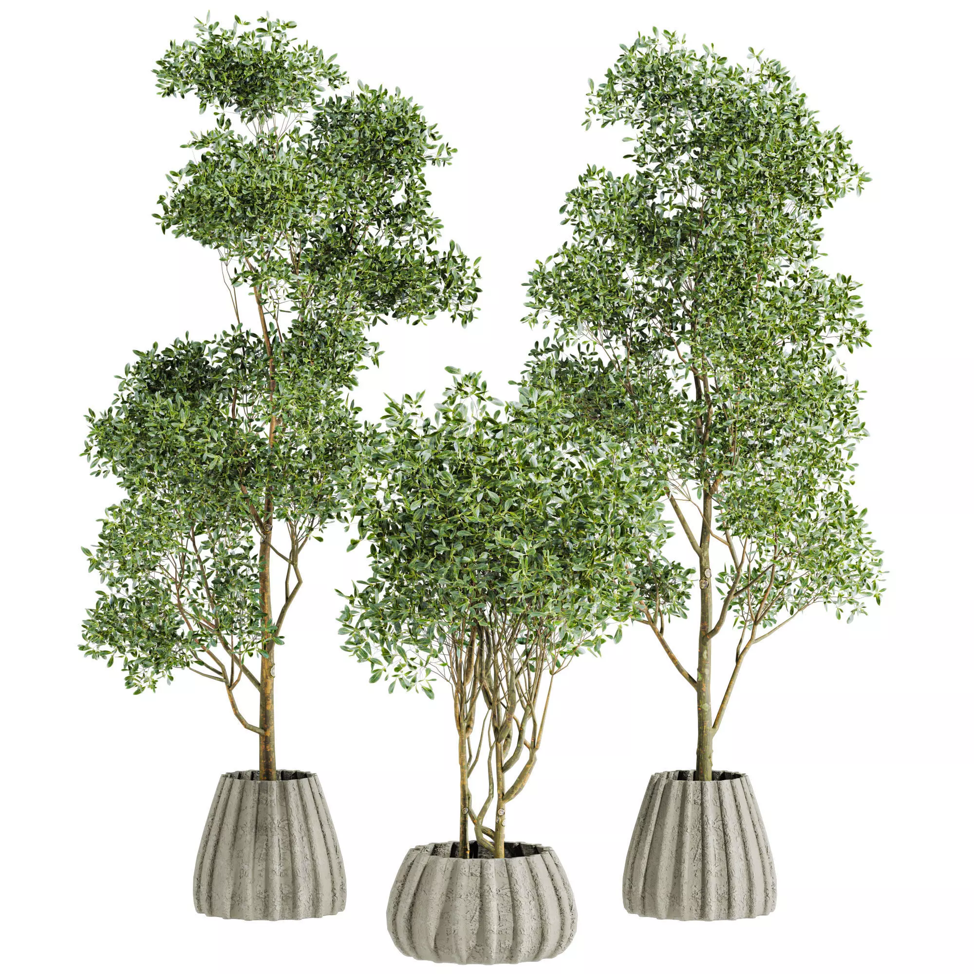 Plants Set 3D model_0