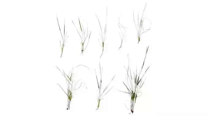 Anydrafts Lolium perenne Atlas 07