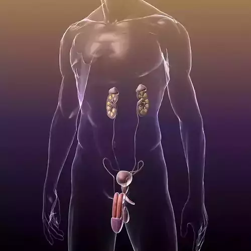 Reproductive and Urinary System of a Human HQ