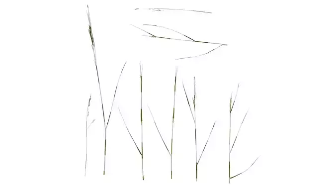 Anydrafts Lolium perenne Atlas 10