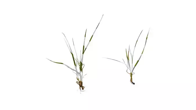 Anydrafts Lolium perenne Atlas 12