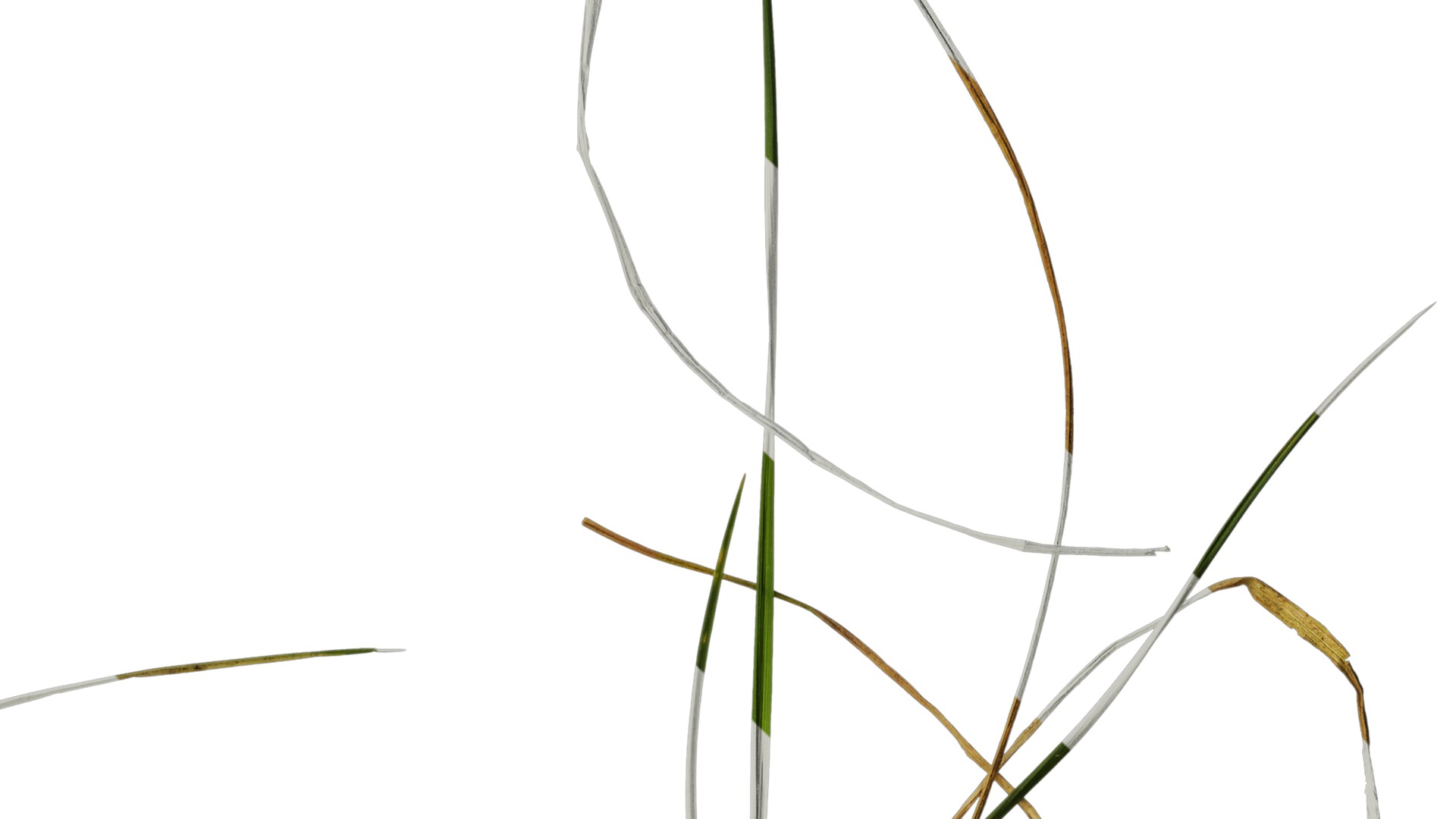 Anydrafts Lolium perenne Atlas 13 Texture_4