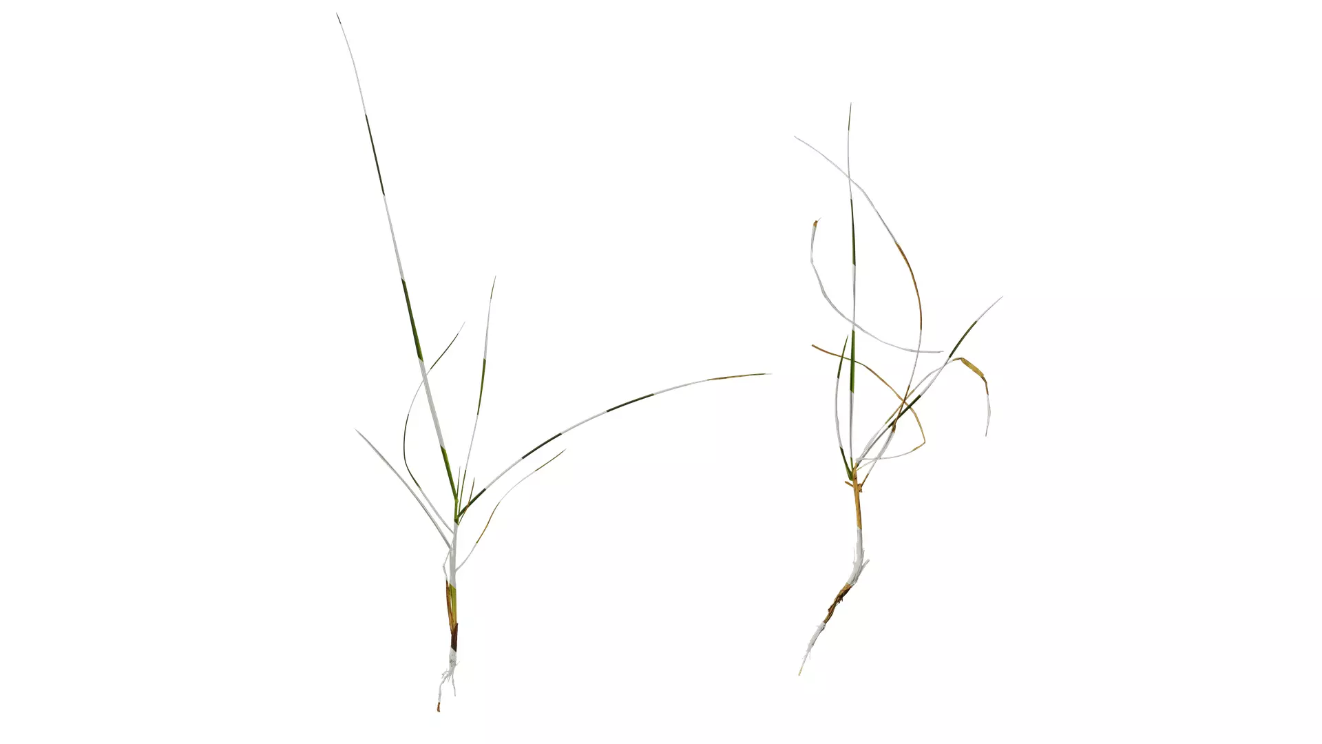 Anydrafts Lolium perenne Atlas 13 Texture_0