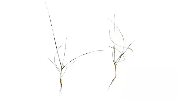 Anydrafts Lolium perenne Atlas 13