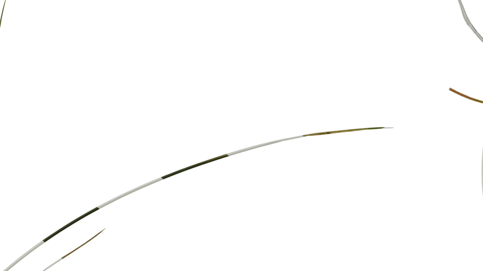 Anydrafts Lolium perenne Atlas 13 Texture_7