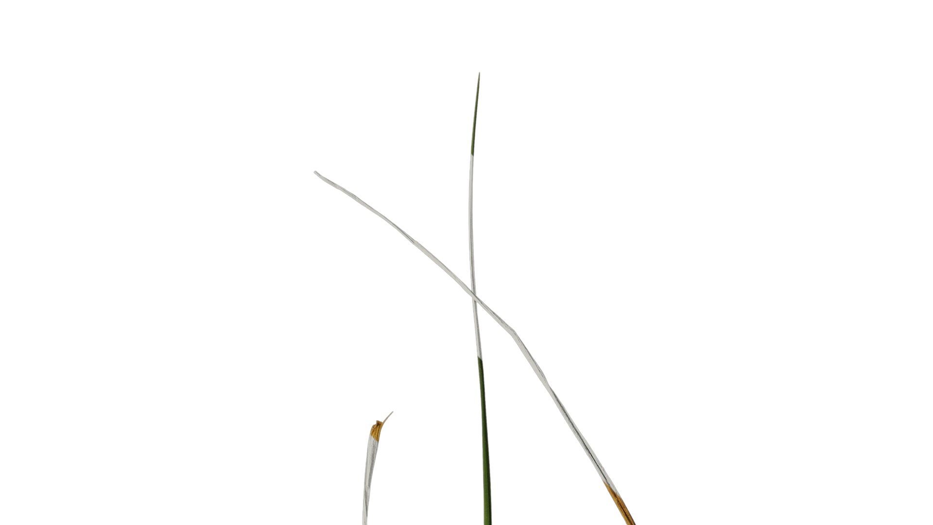 Anydrafts Lolium perenne Atlas 13 Texture_2