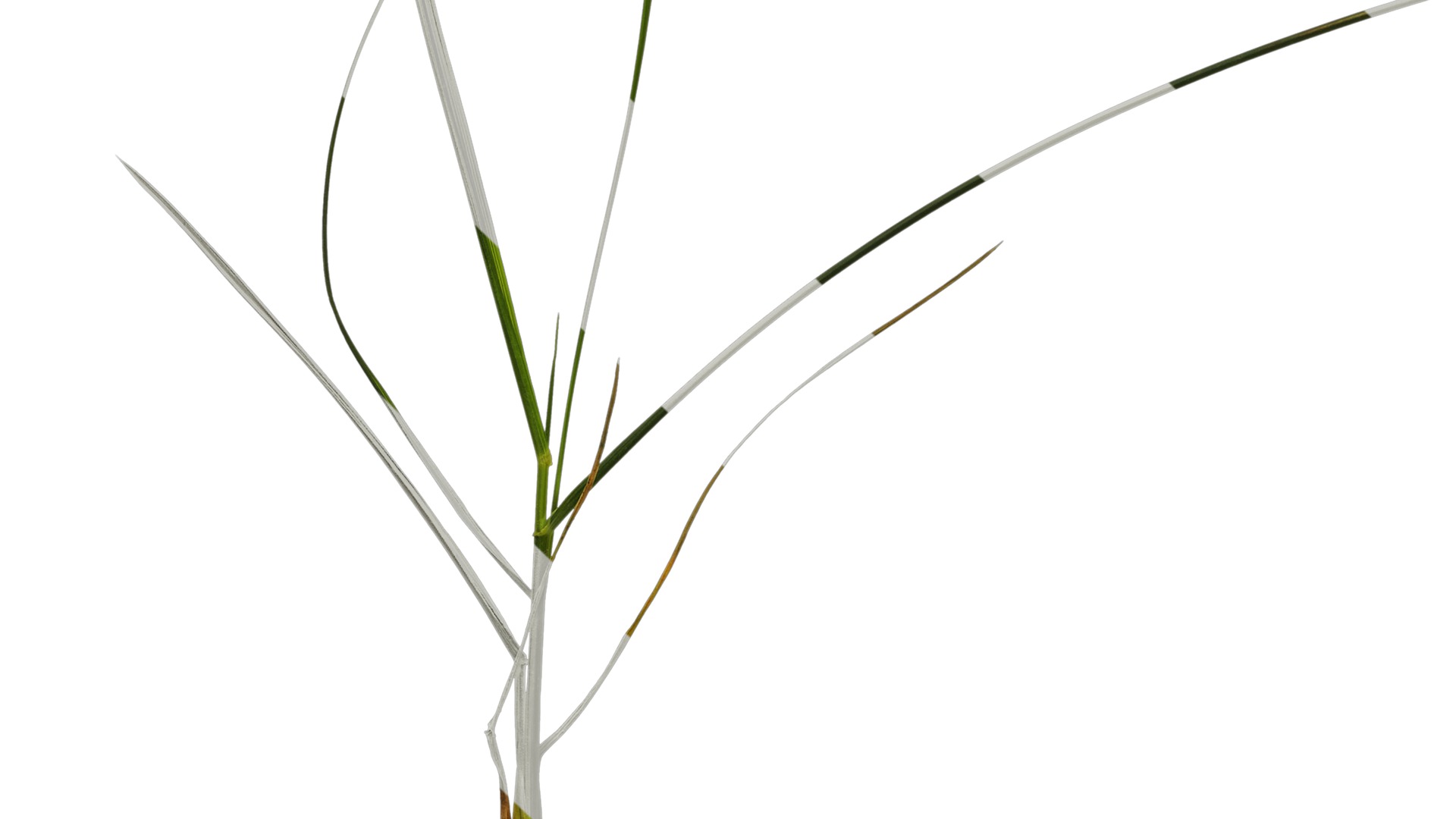 Anydrafts Lolium perenne Atlas 13 Texture_5