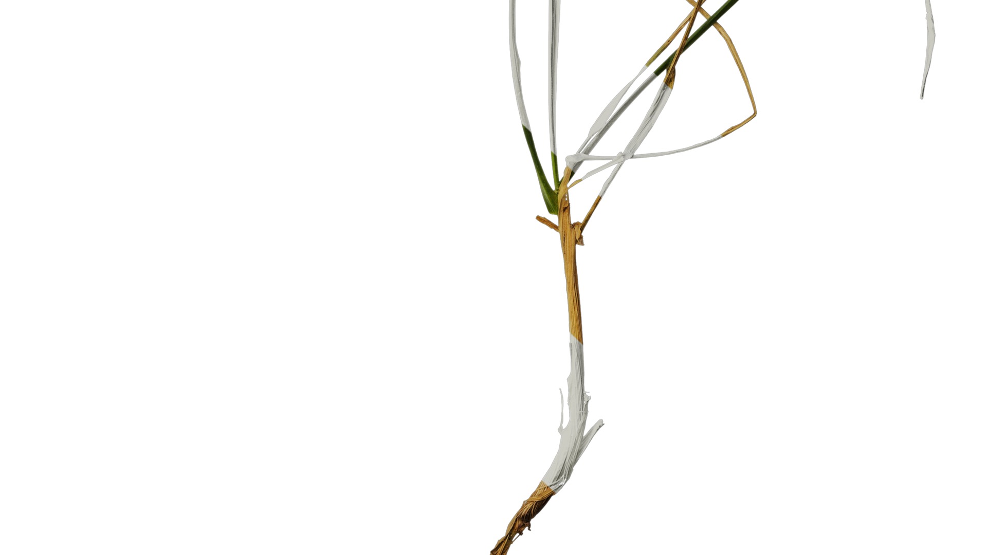 Anydrafts Lolium perenne Atlas 13 Texture_6