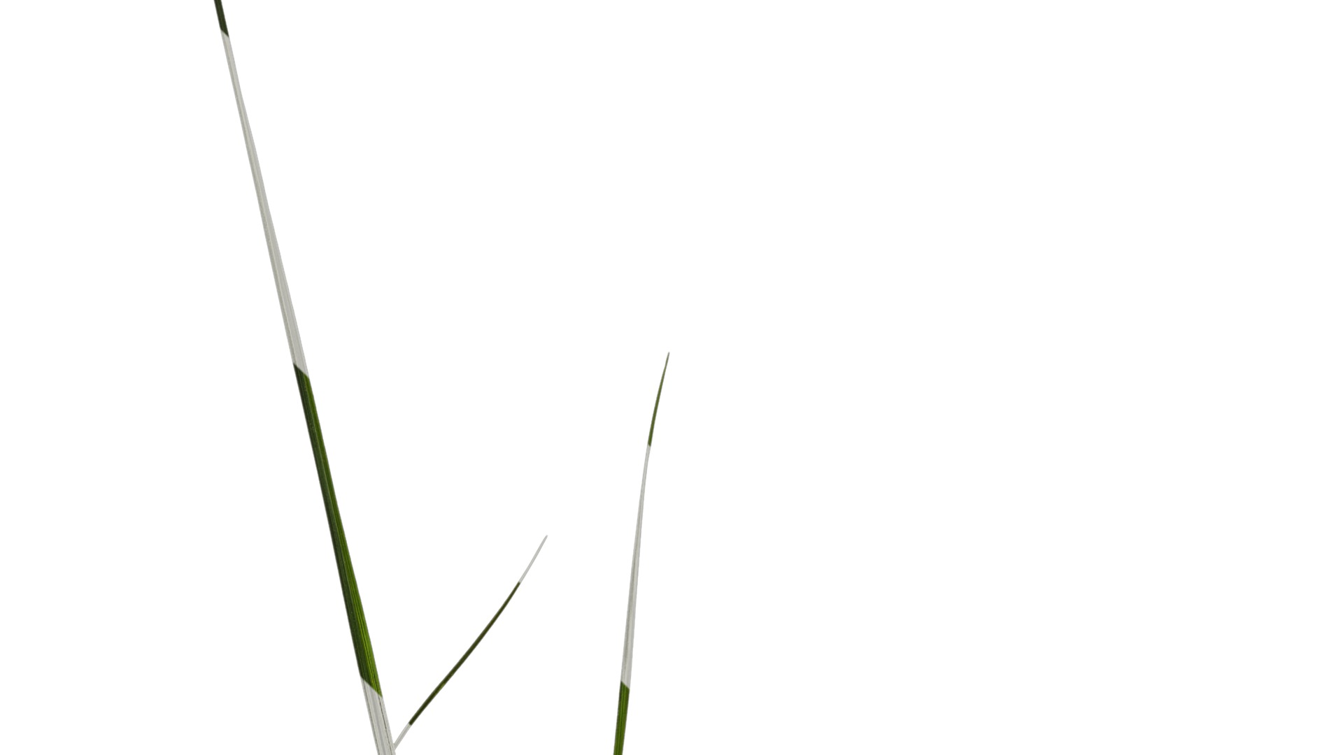 Anydrafts Lolium perenne Atlas 13 Texture_3