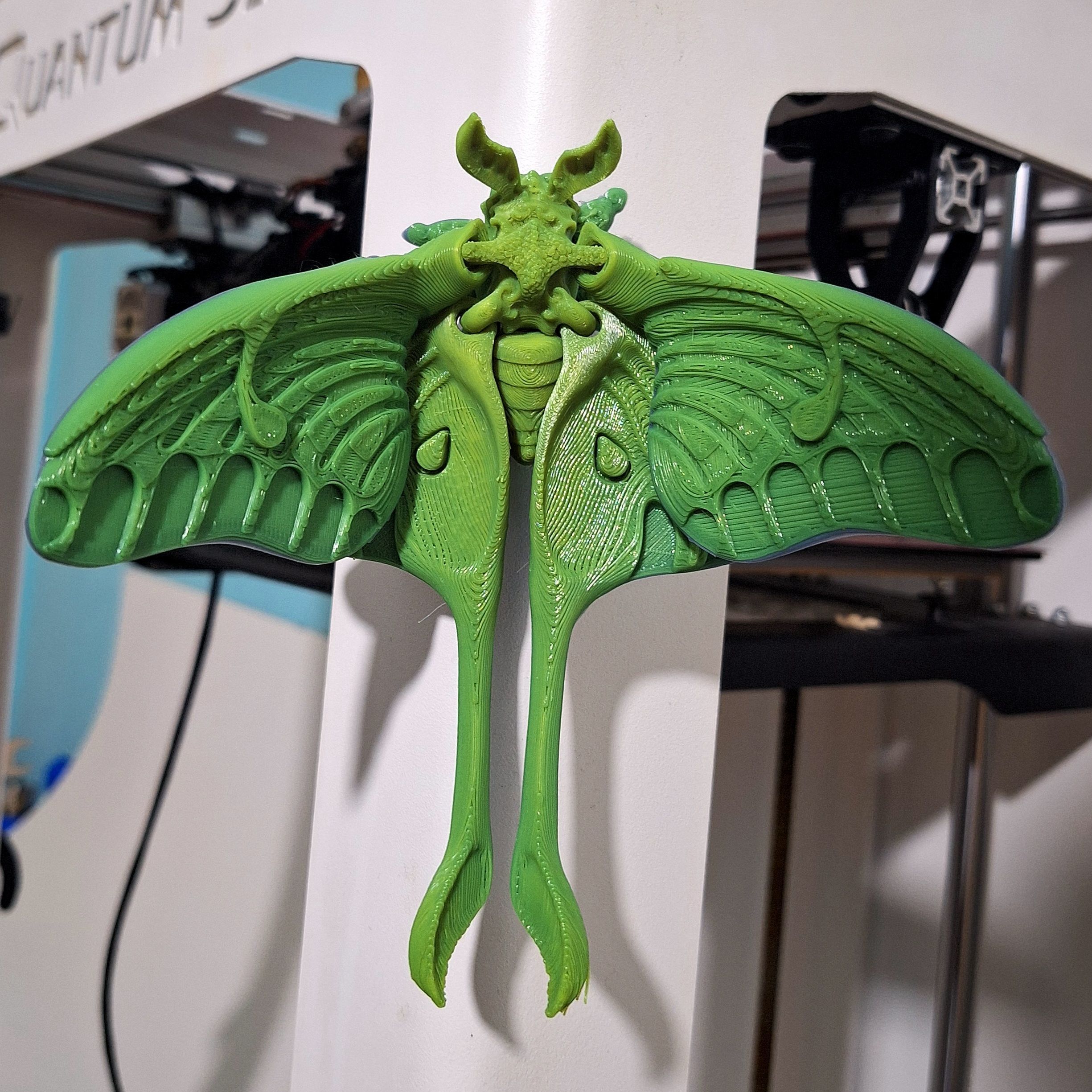 Realistic Luna moth 3D print model_9