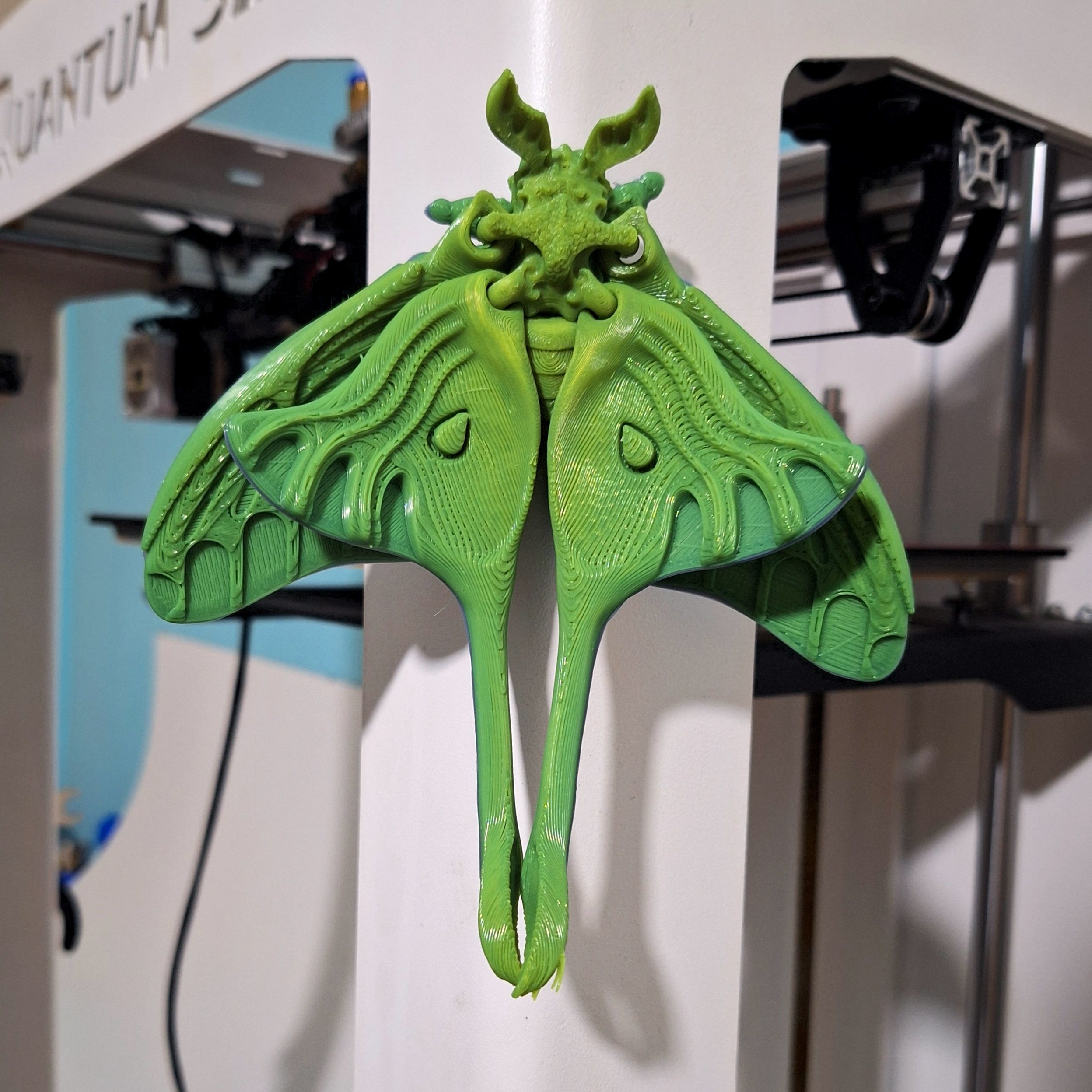 Realistic Luna moth 3D print model_8