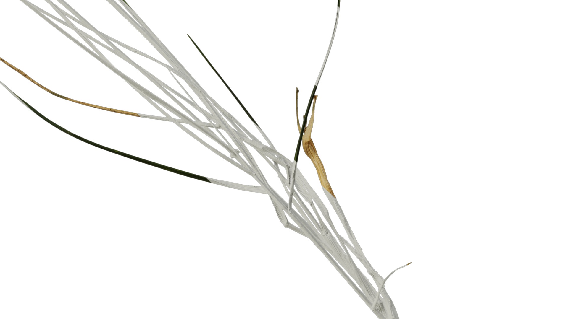 Anydrafts Lolium perenne Atlas 14 Texture_6