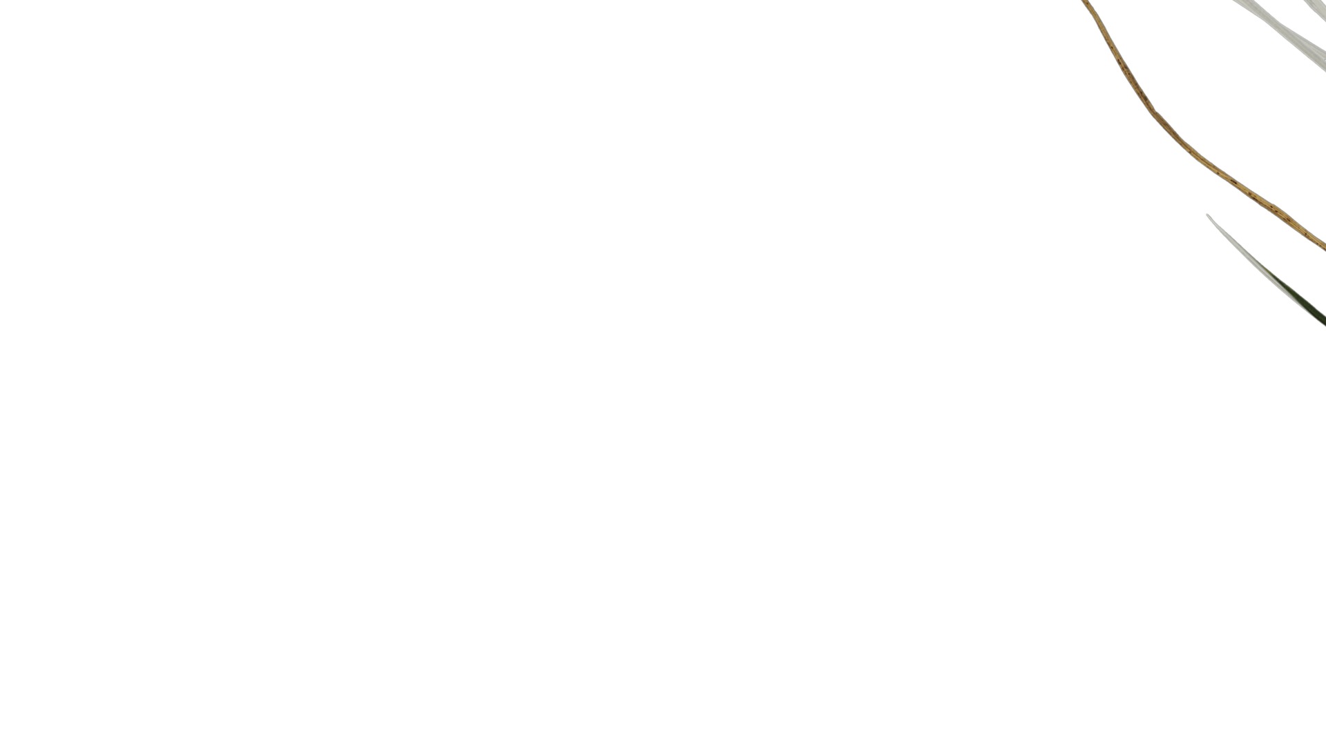 Anydrafts Lolium perenne Atlas 14 Texture_5