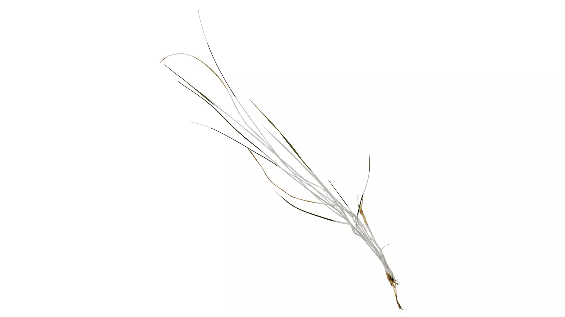 Anydrafts Lolium perenne Atlas 14 Texture_0