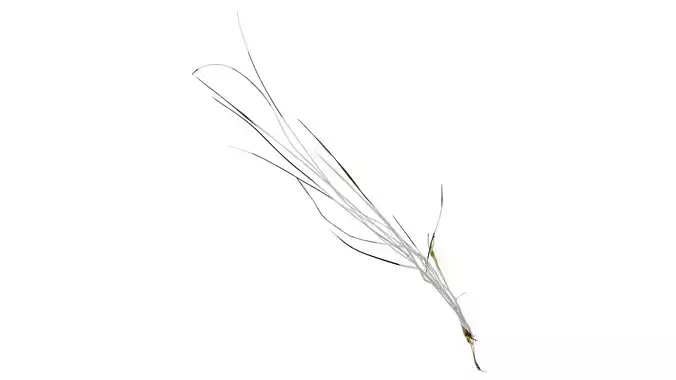 Anydrafts Lolium perenne Atlas 14