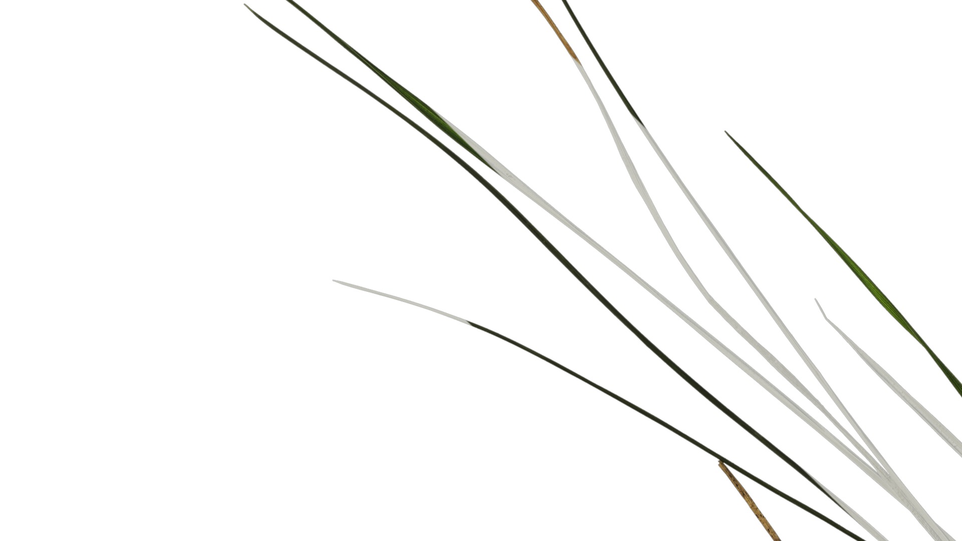 Anydrafts Lolium perenne Atlas 14 Texture_3