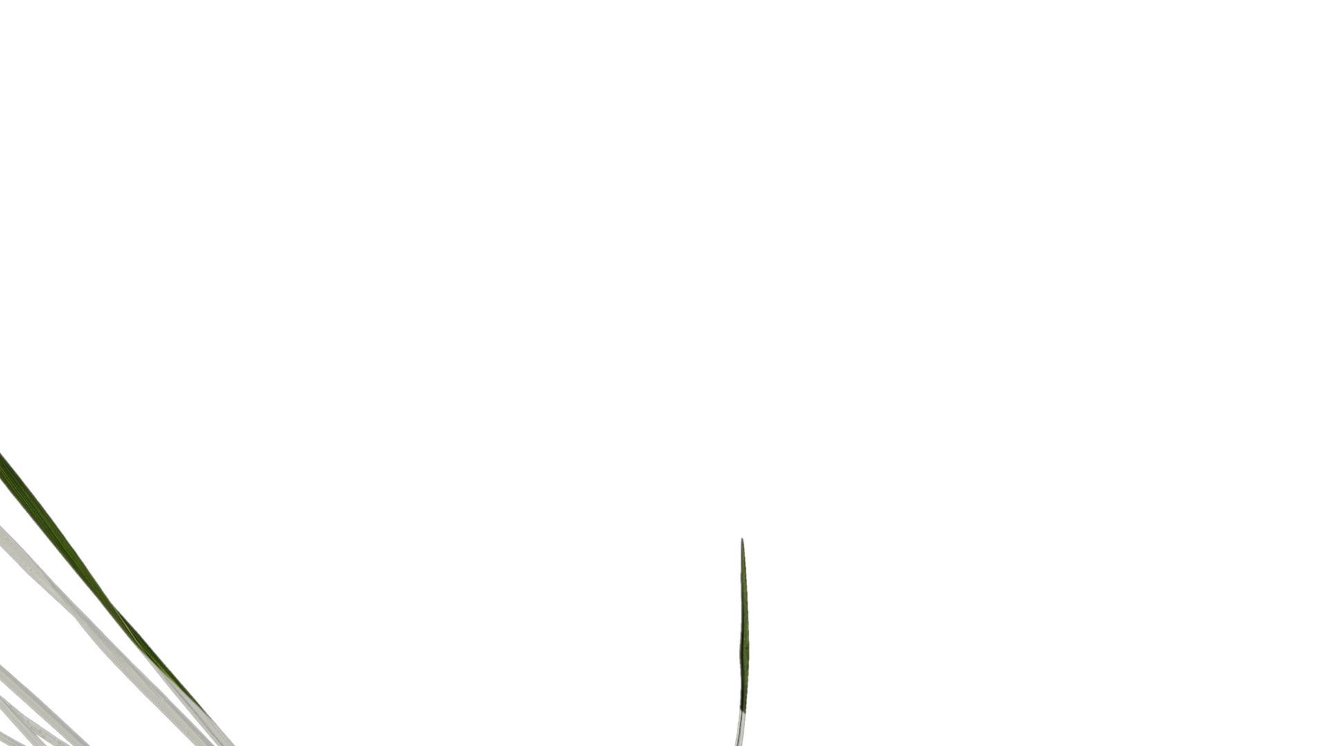 Anydrafts Lolium perenne Atlas 14 Texture_4