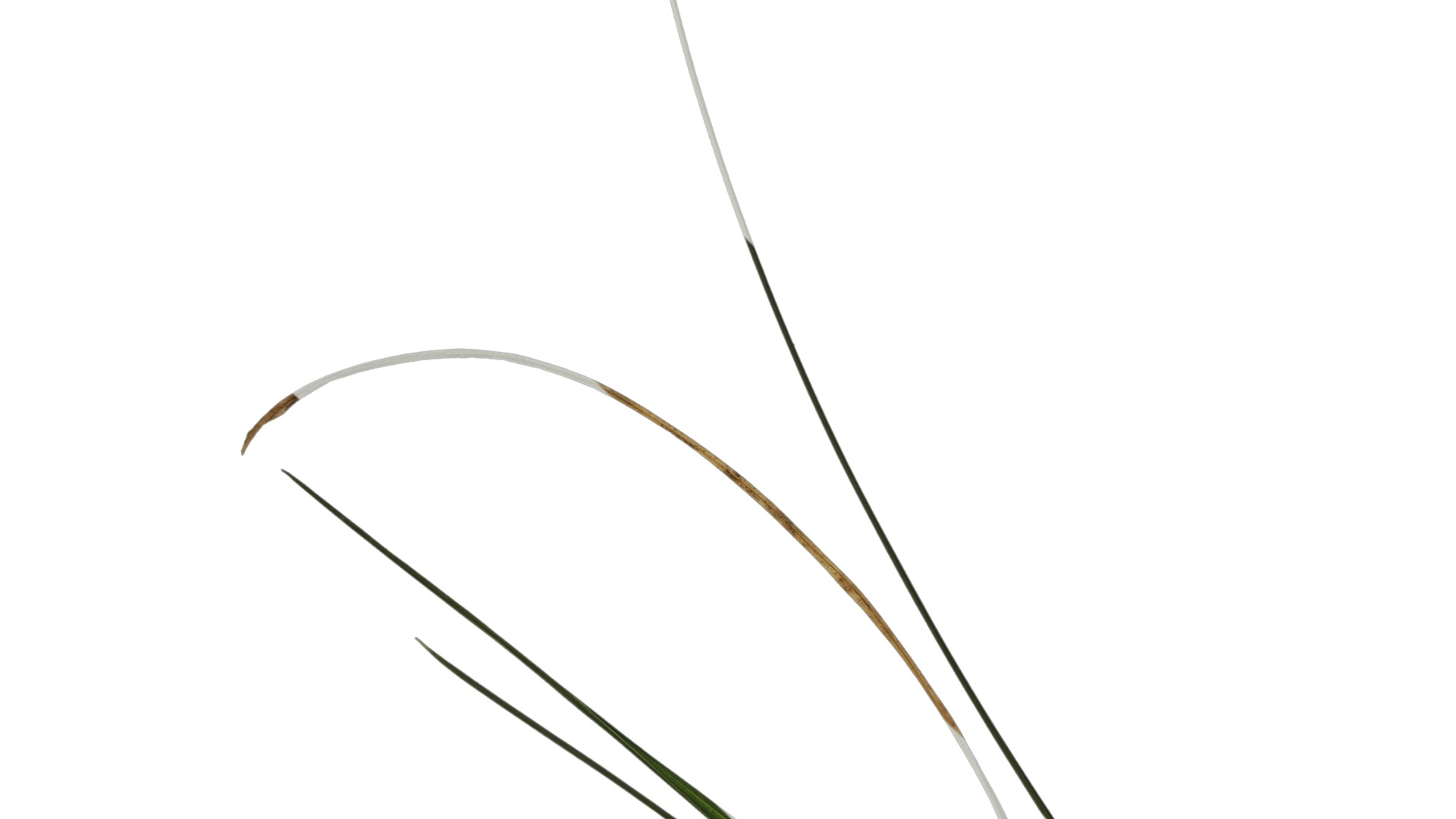 Anydrafts Lolium perenne Atlas 14 Texture_1